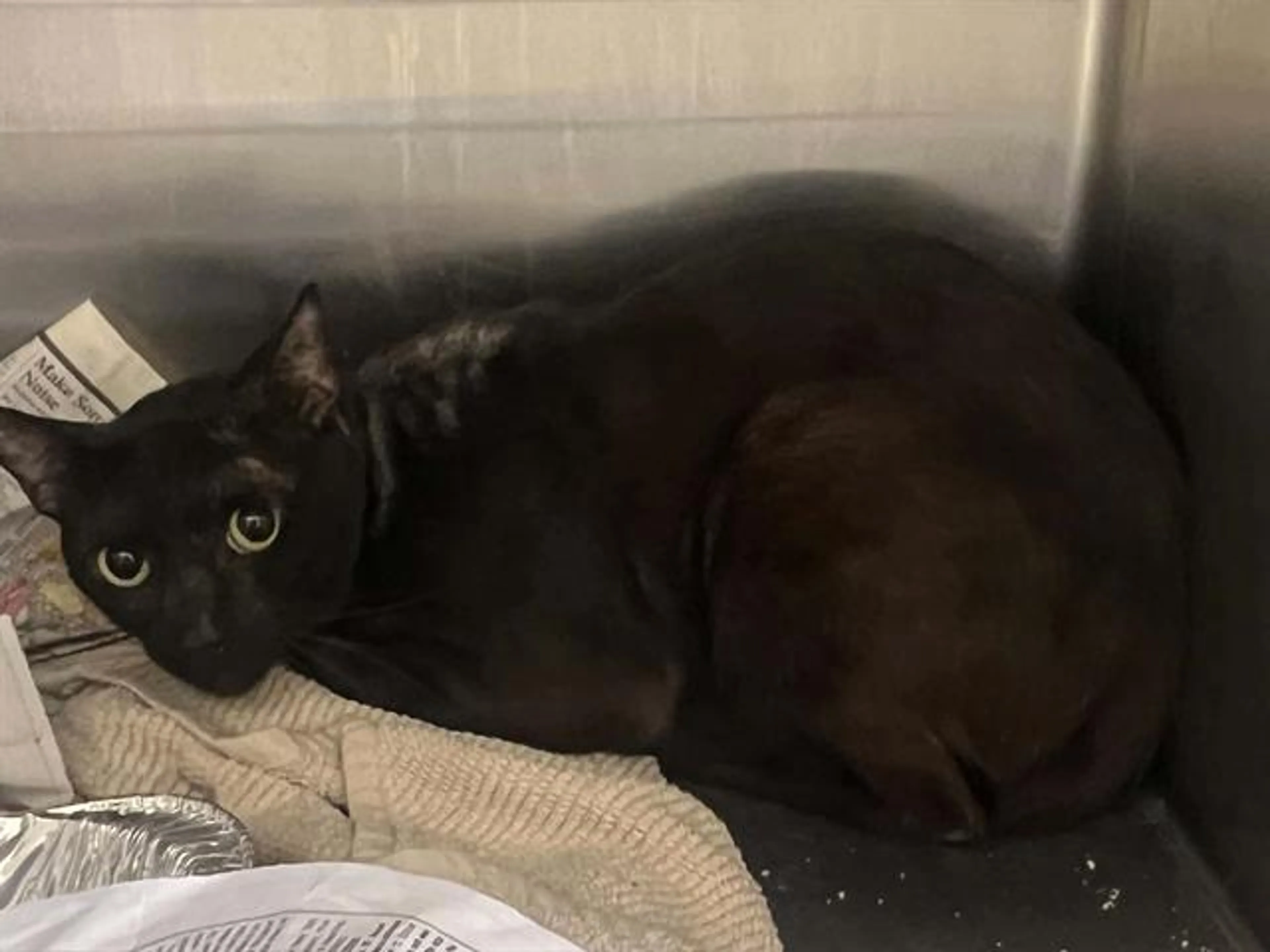 Found pet