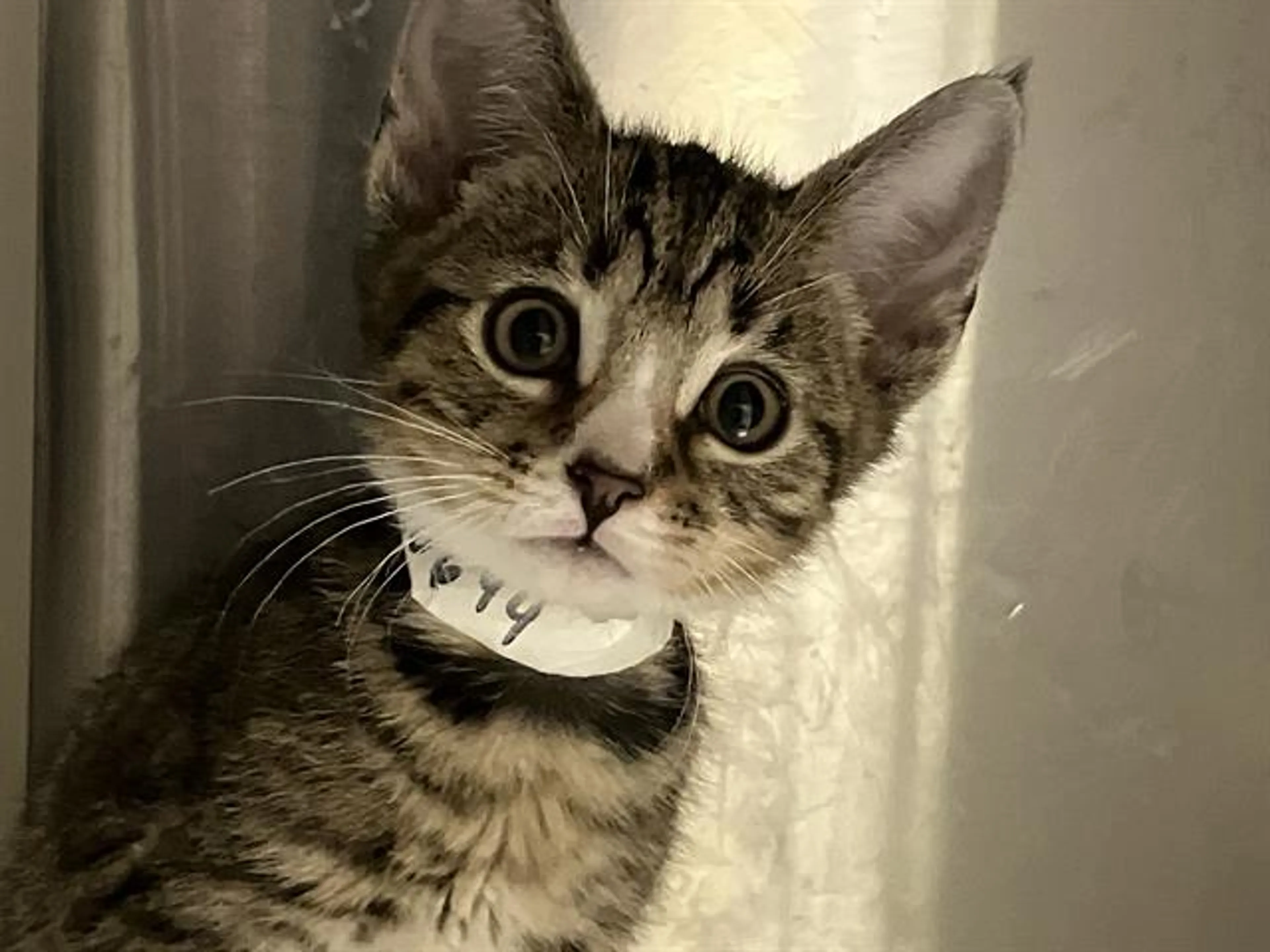Found pet