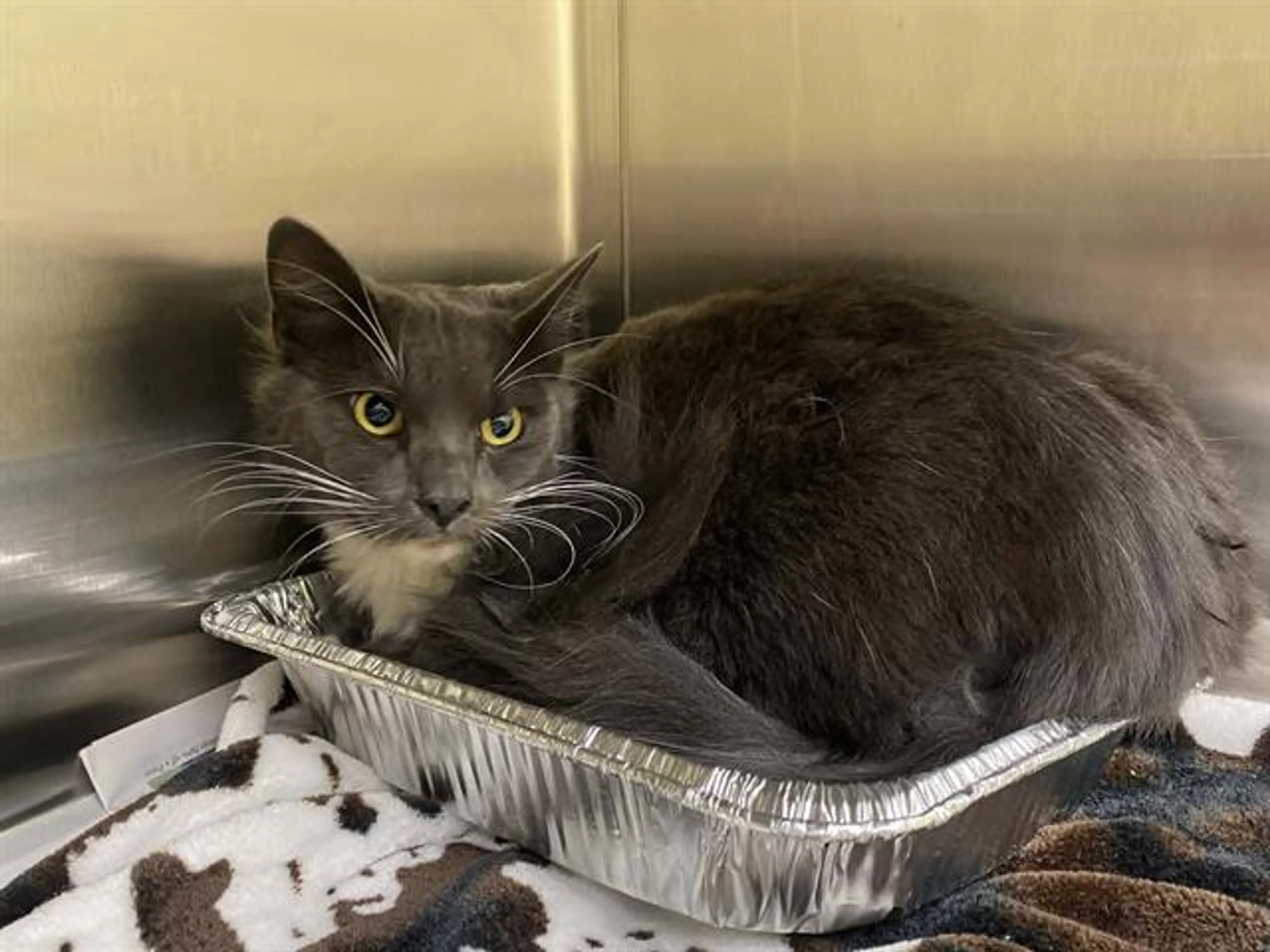 Found pet