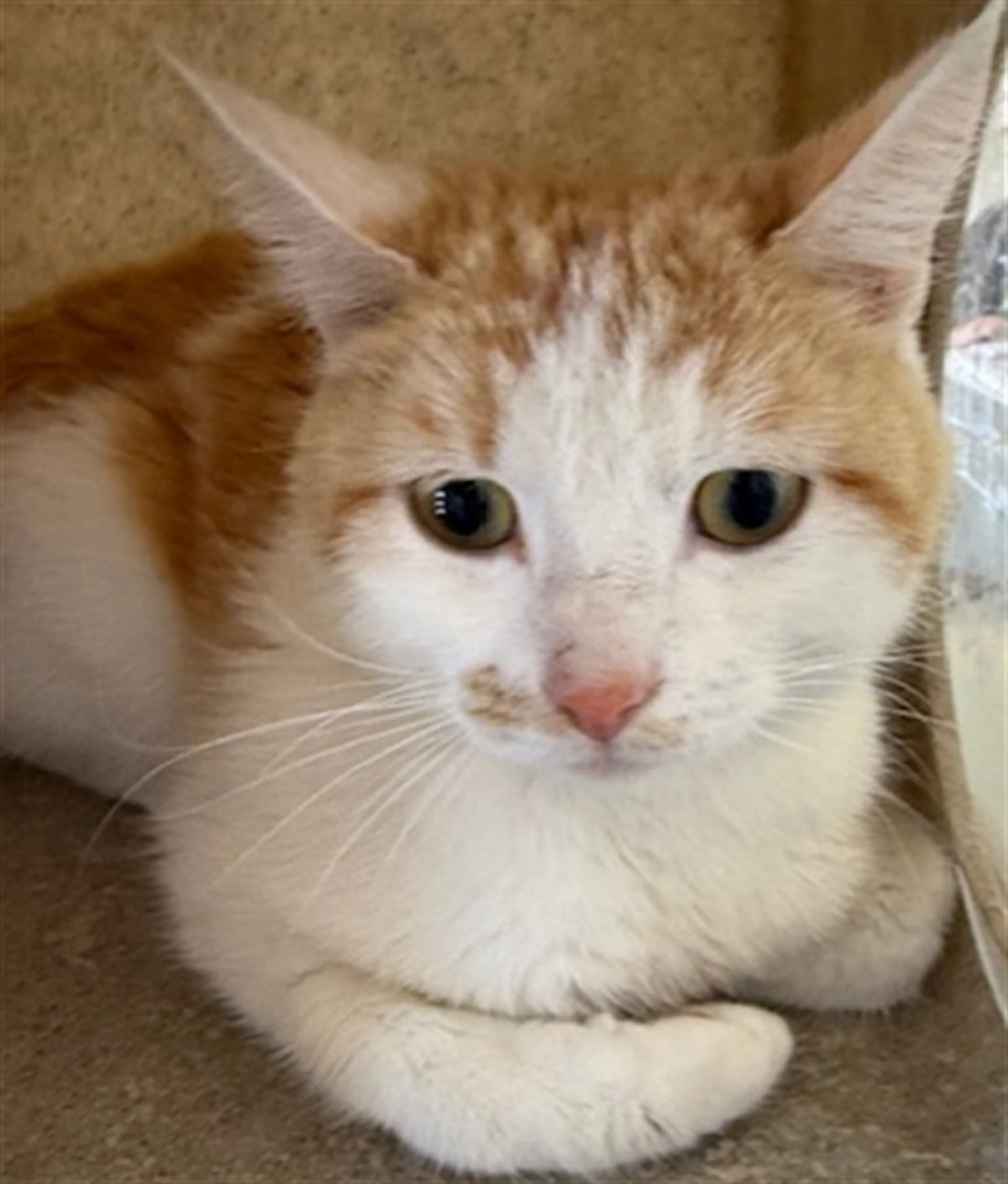 Found pet