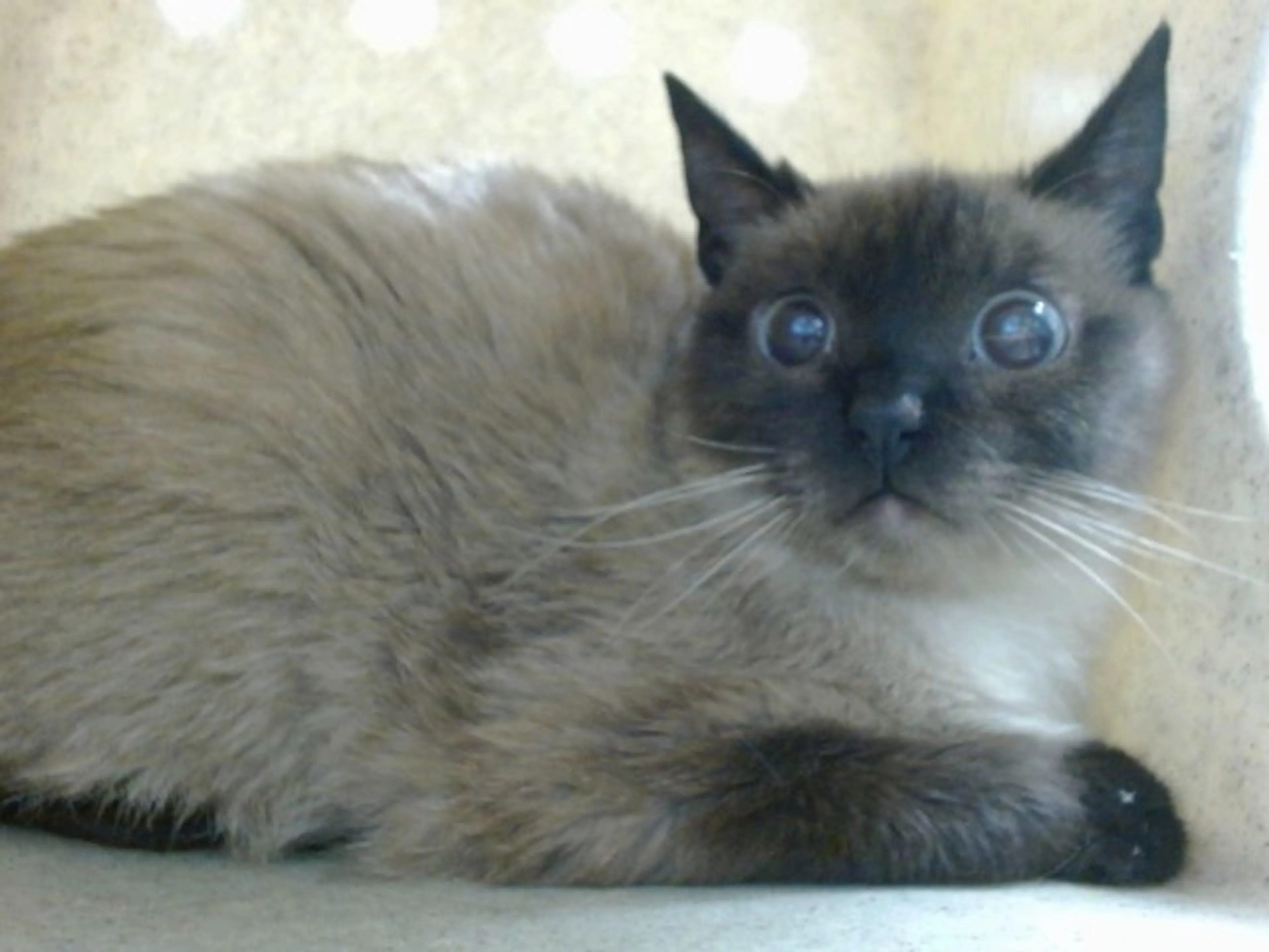 Found pet