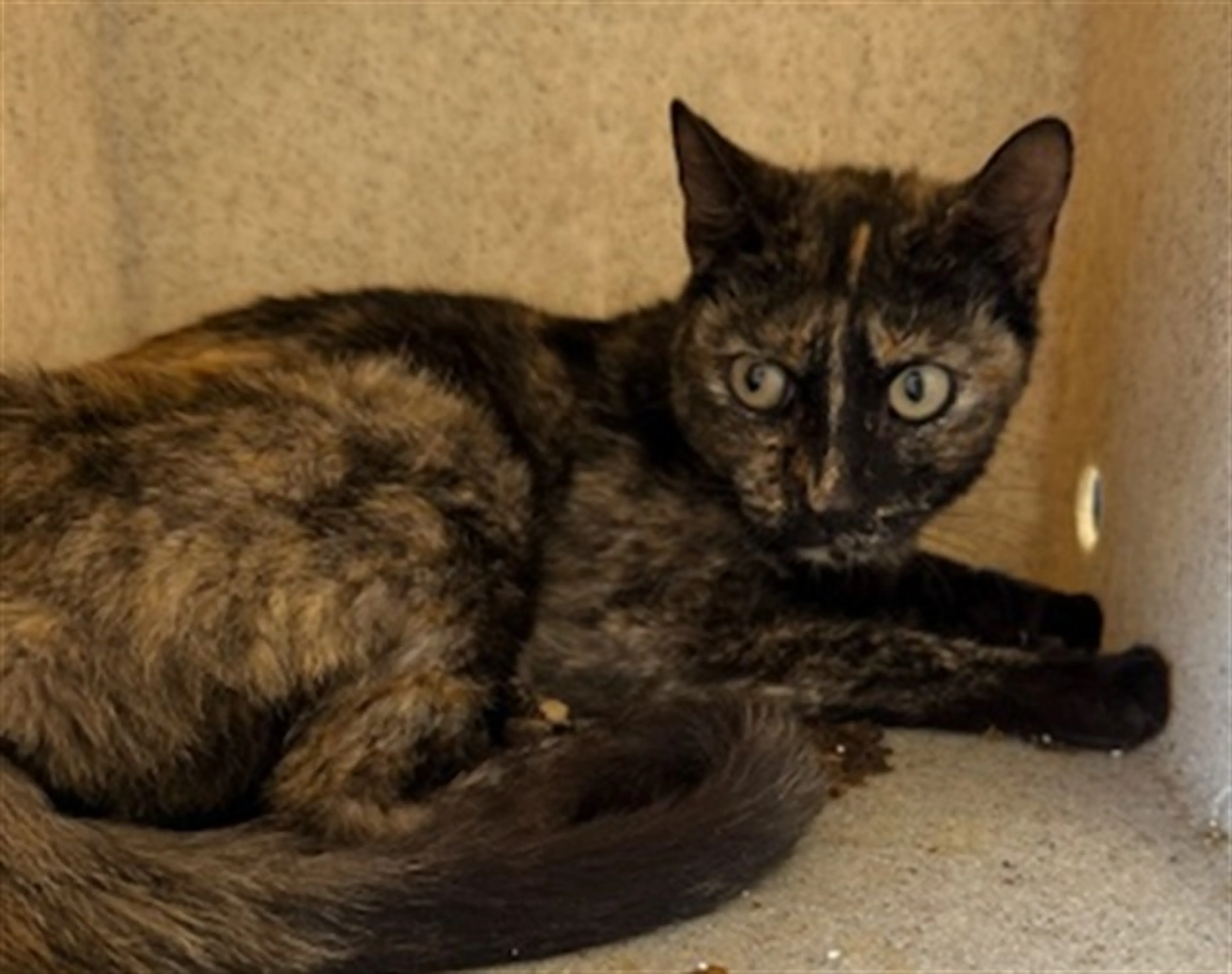 Found pet