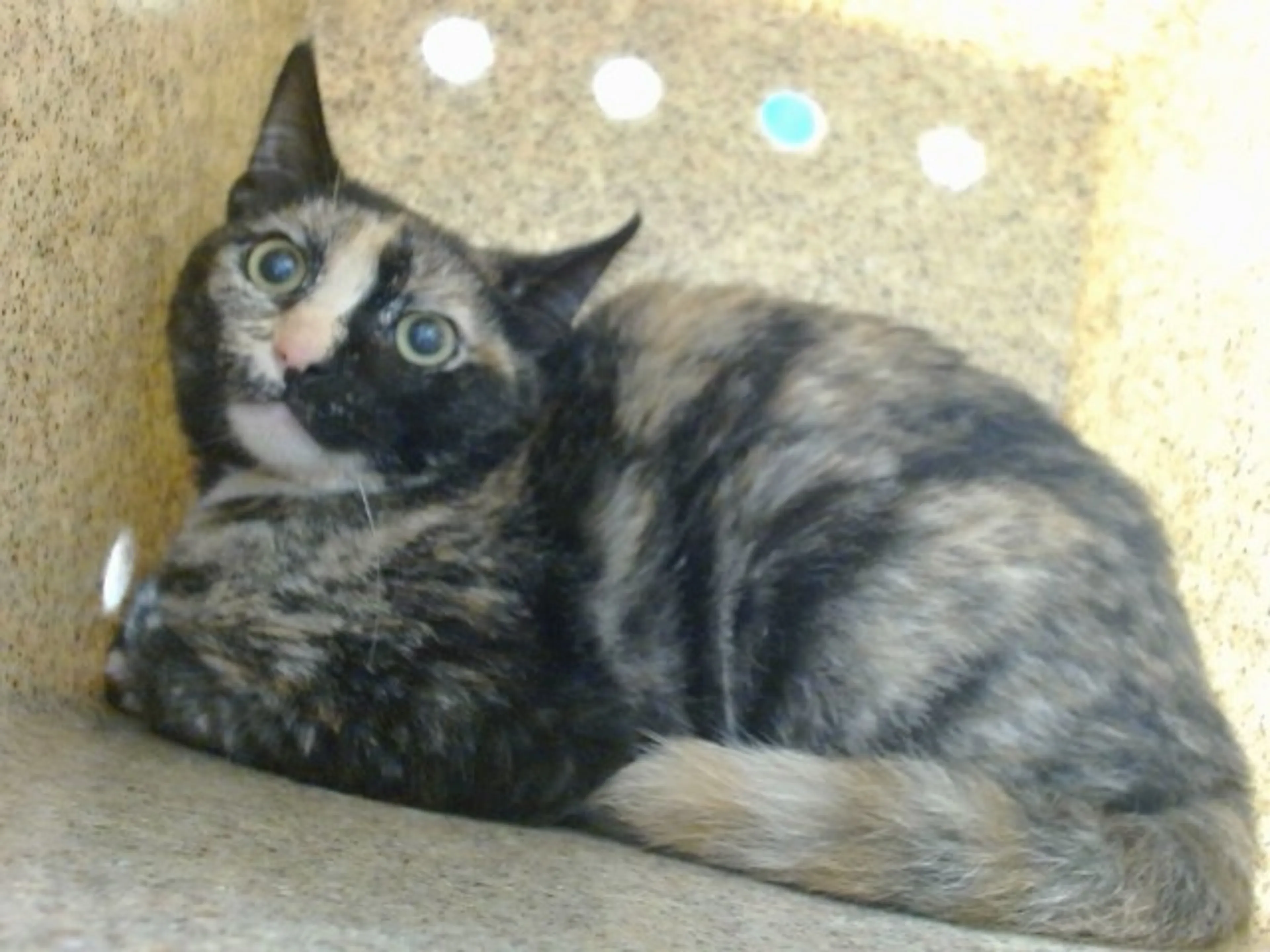 Found pet
