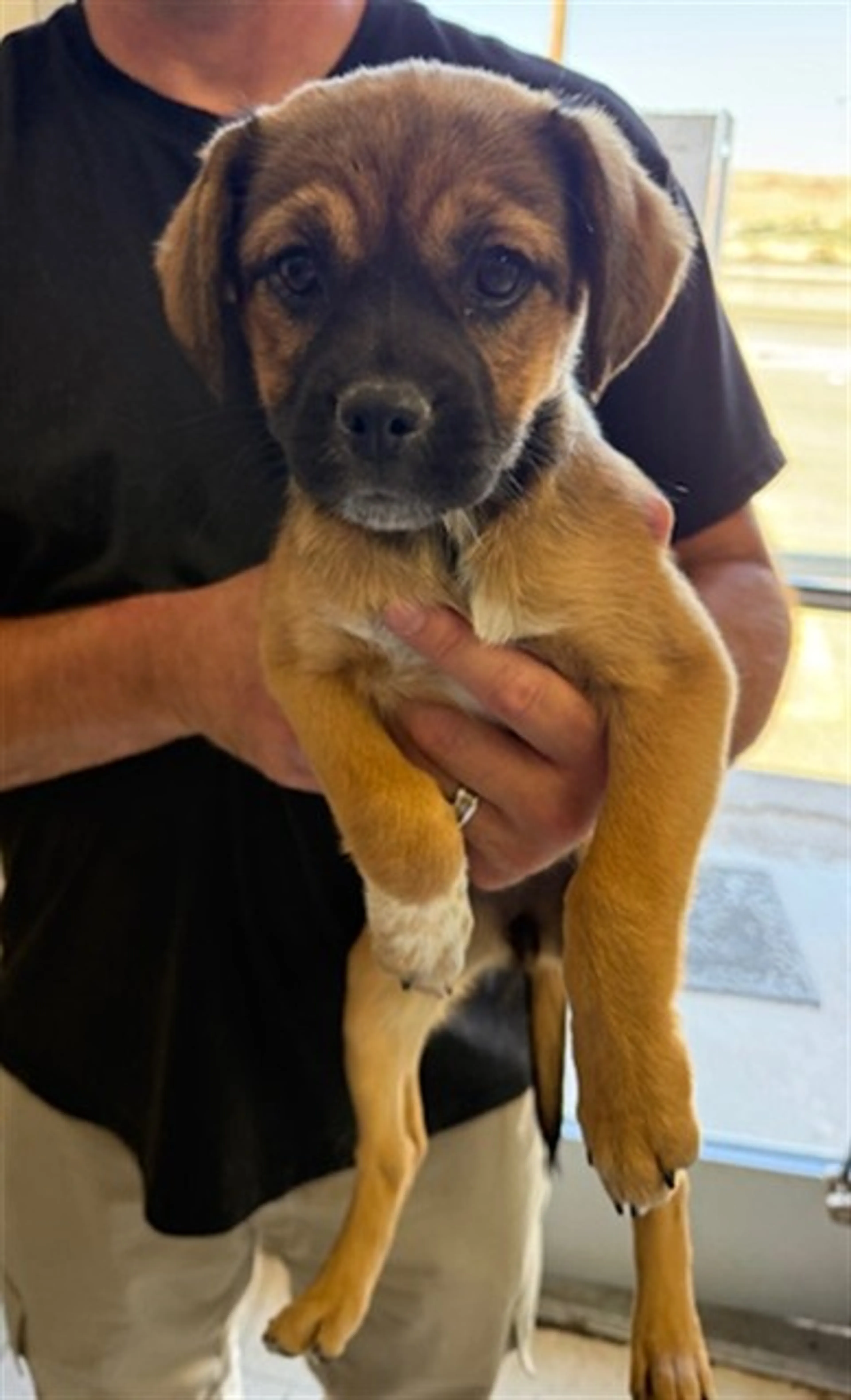 Found pet