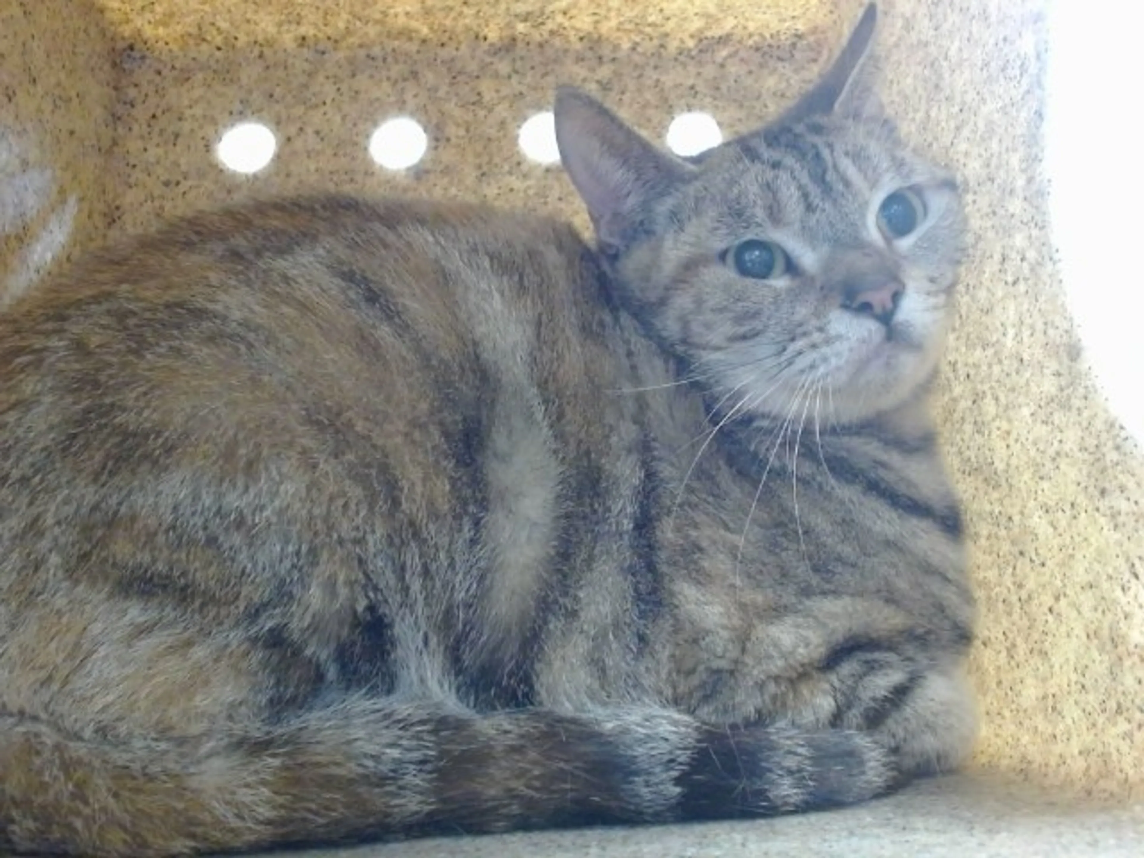 Found pet