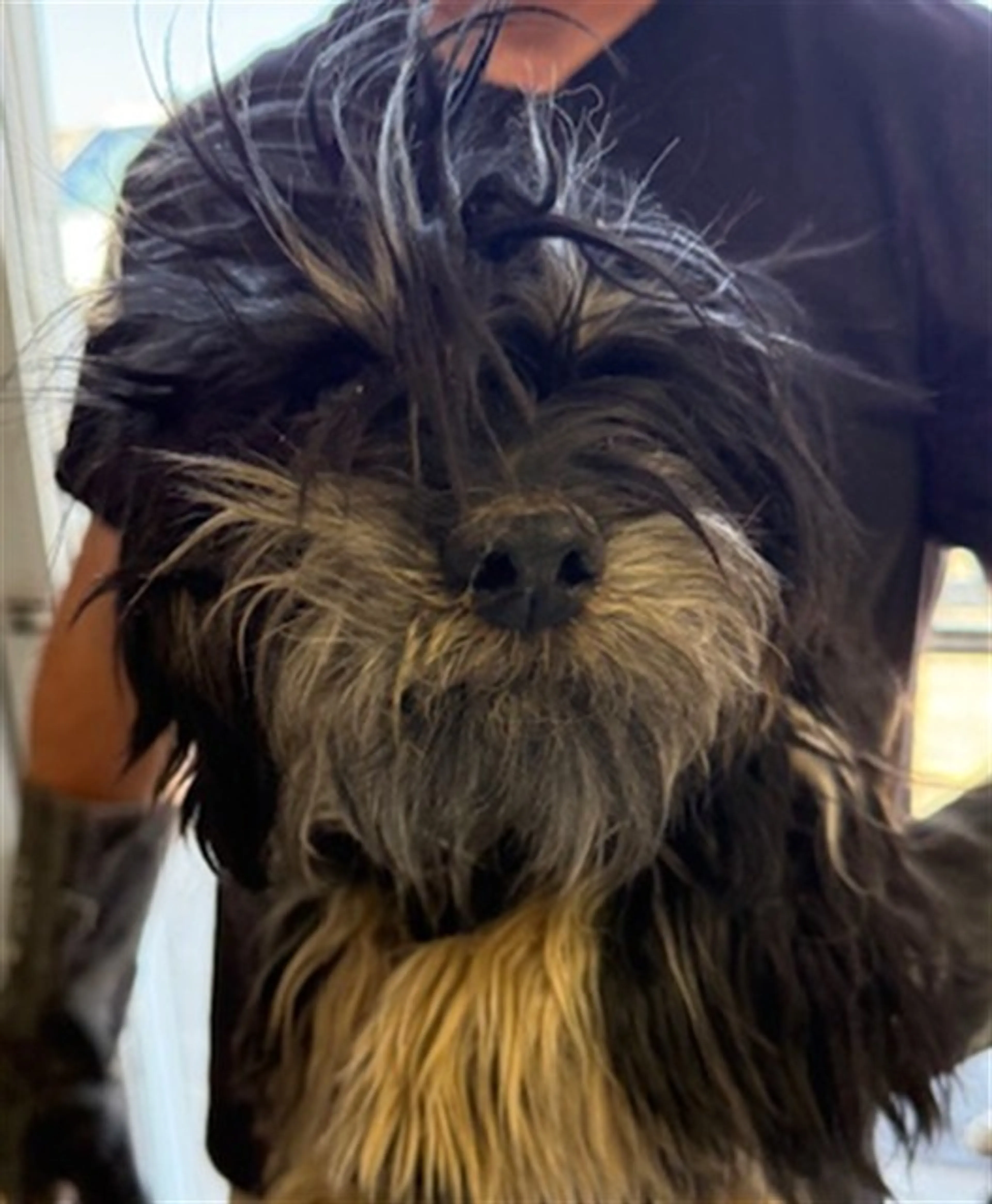 Found pet