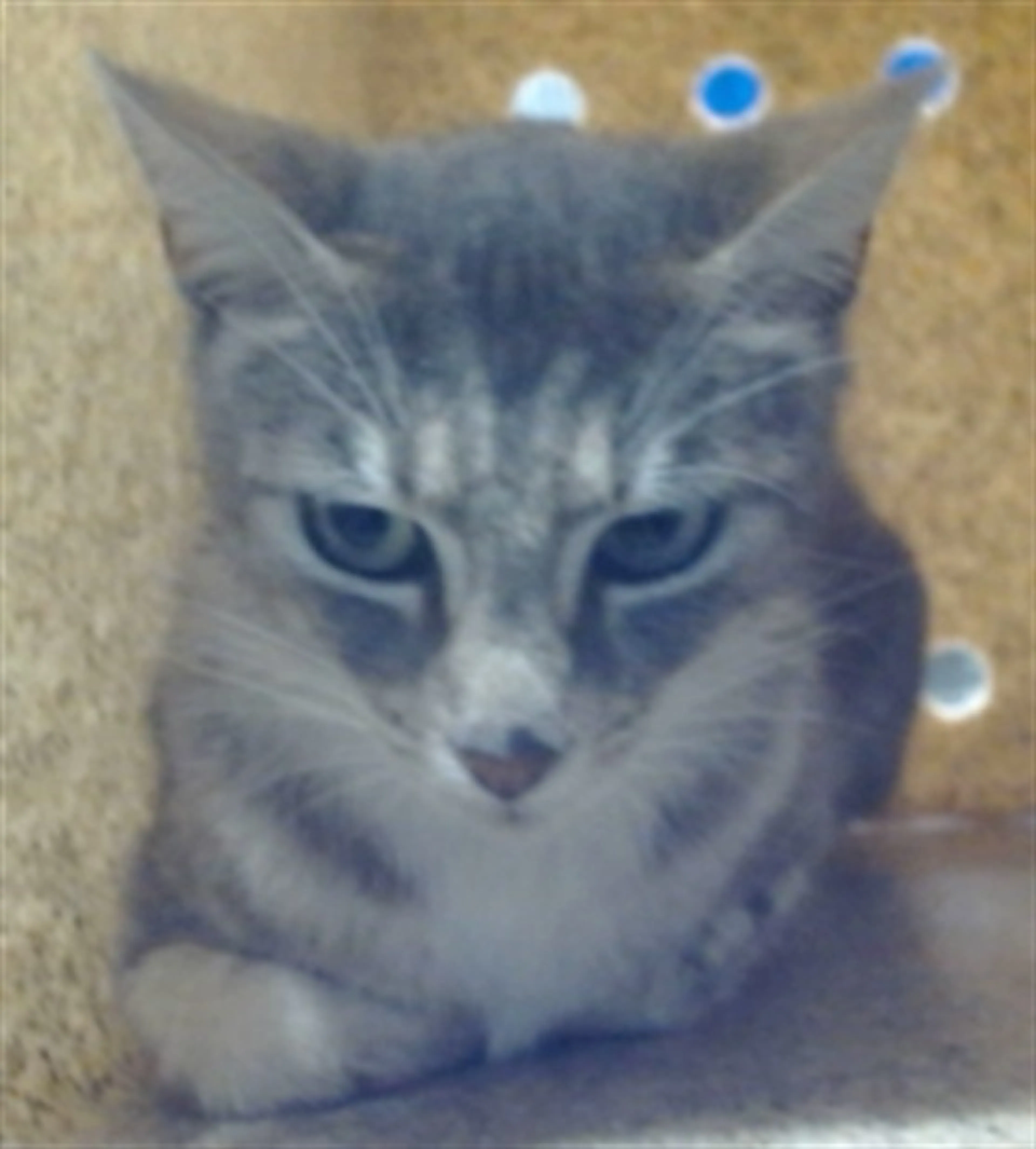 Found pet