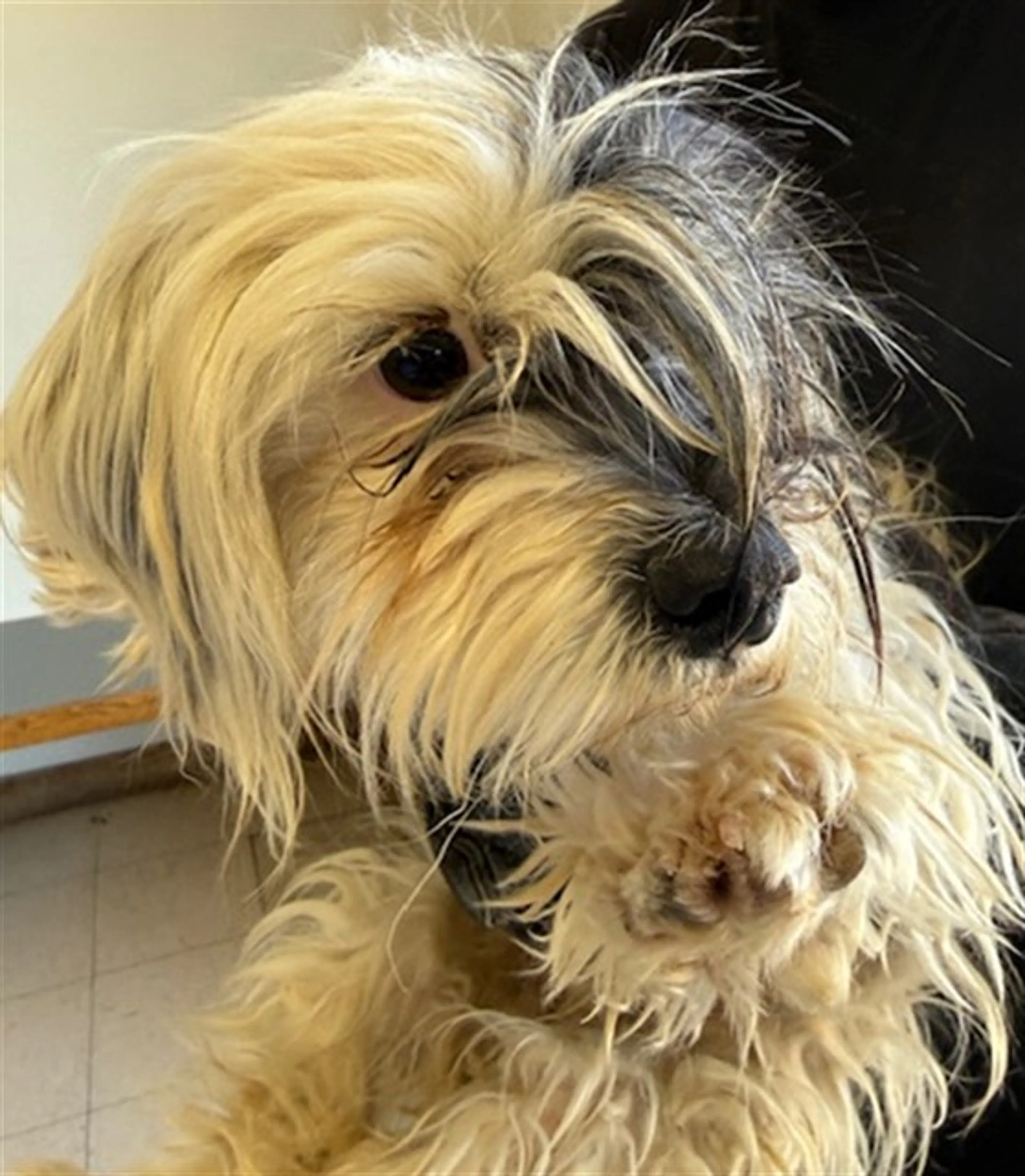 Found pet
