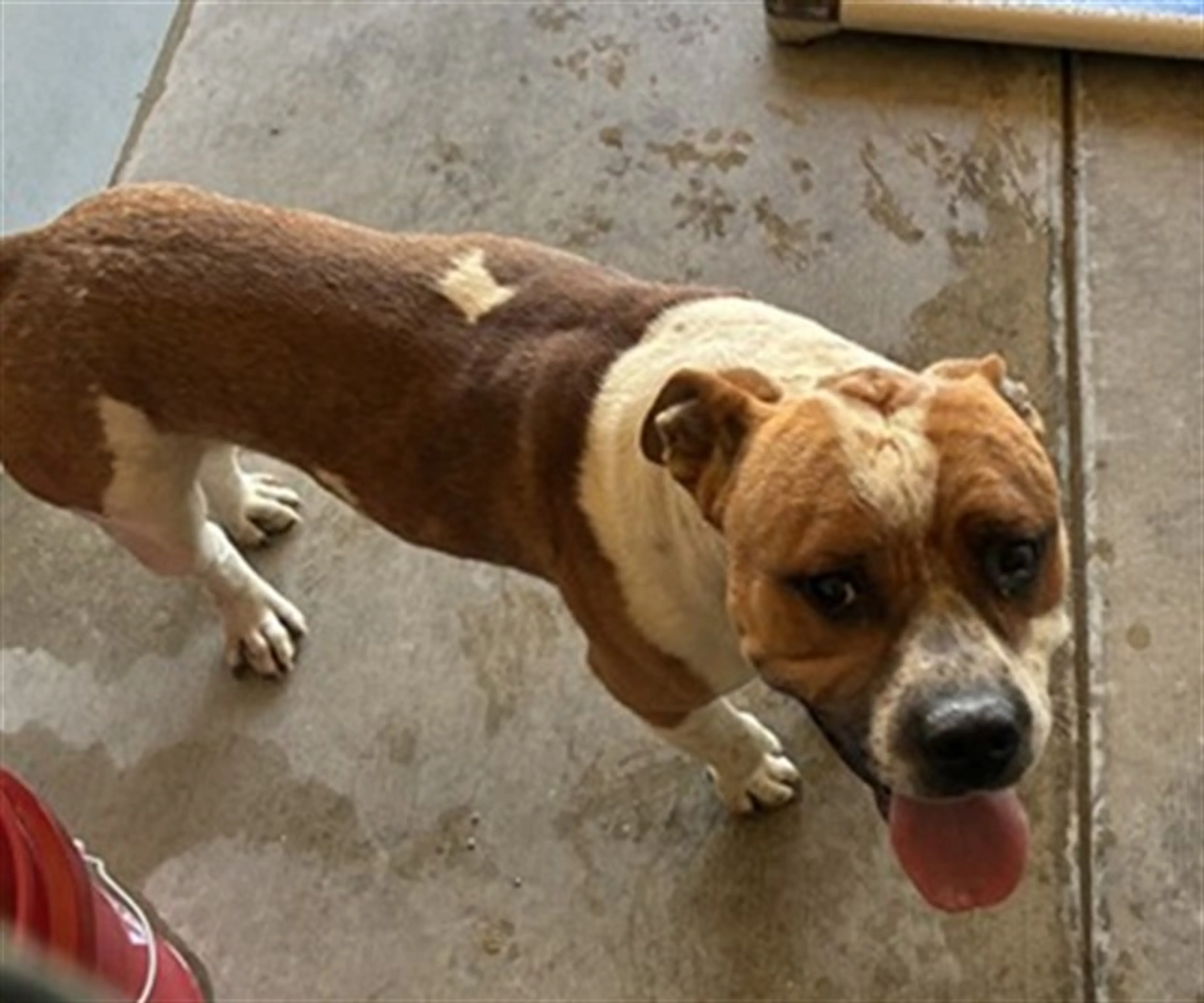 Found pet