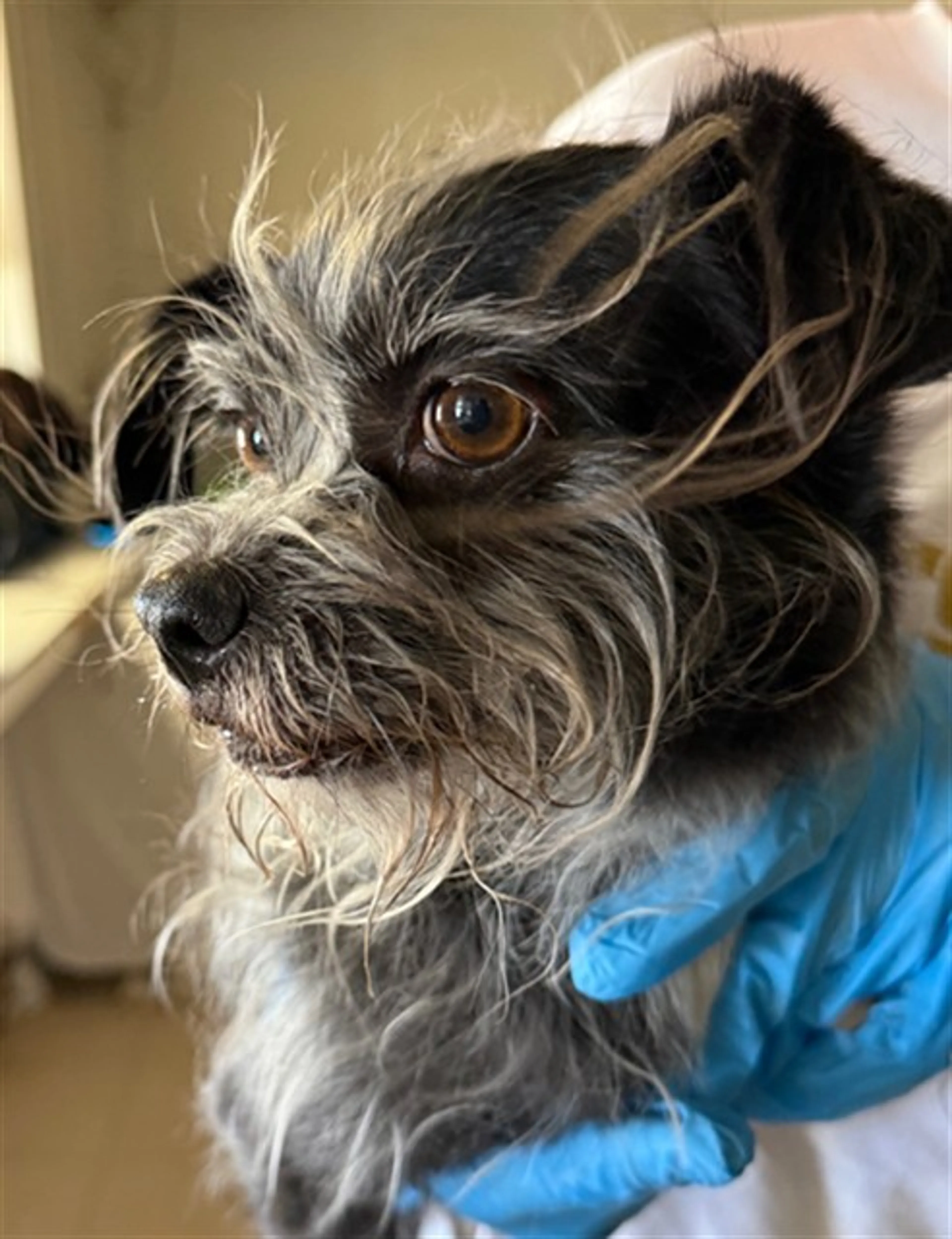 Found pet