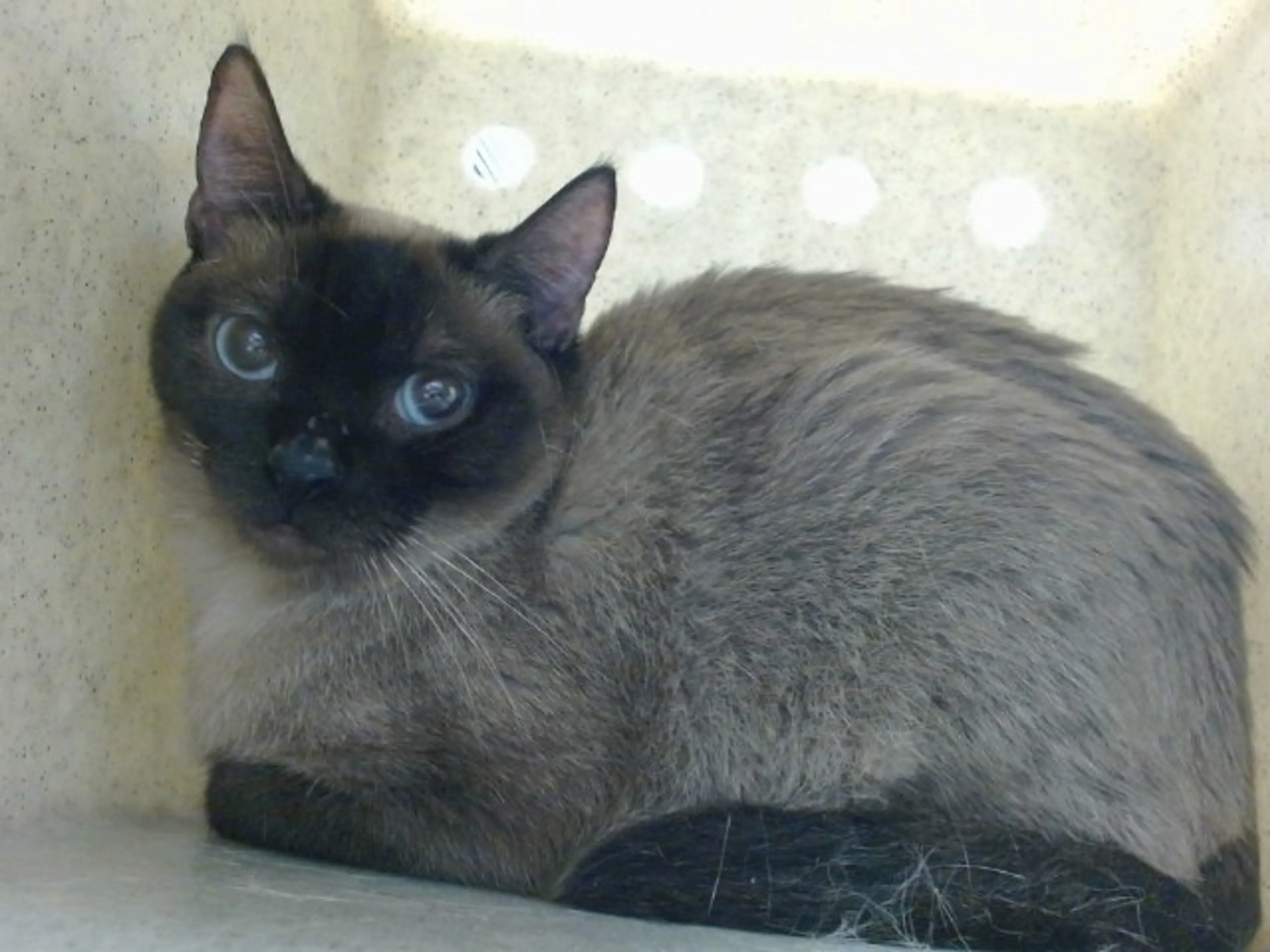 Found pet