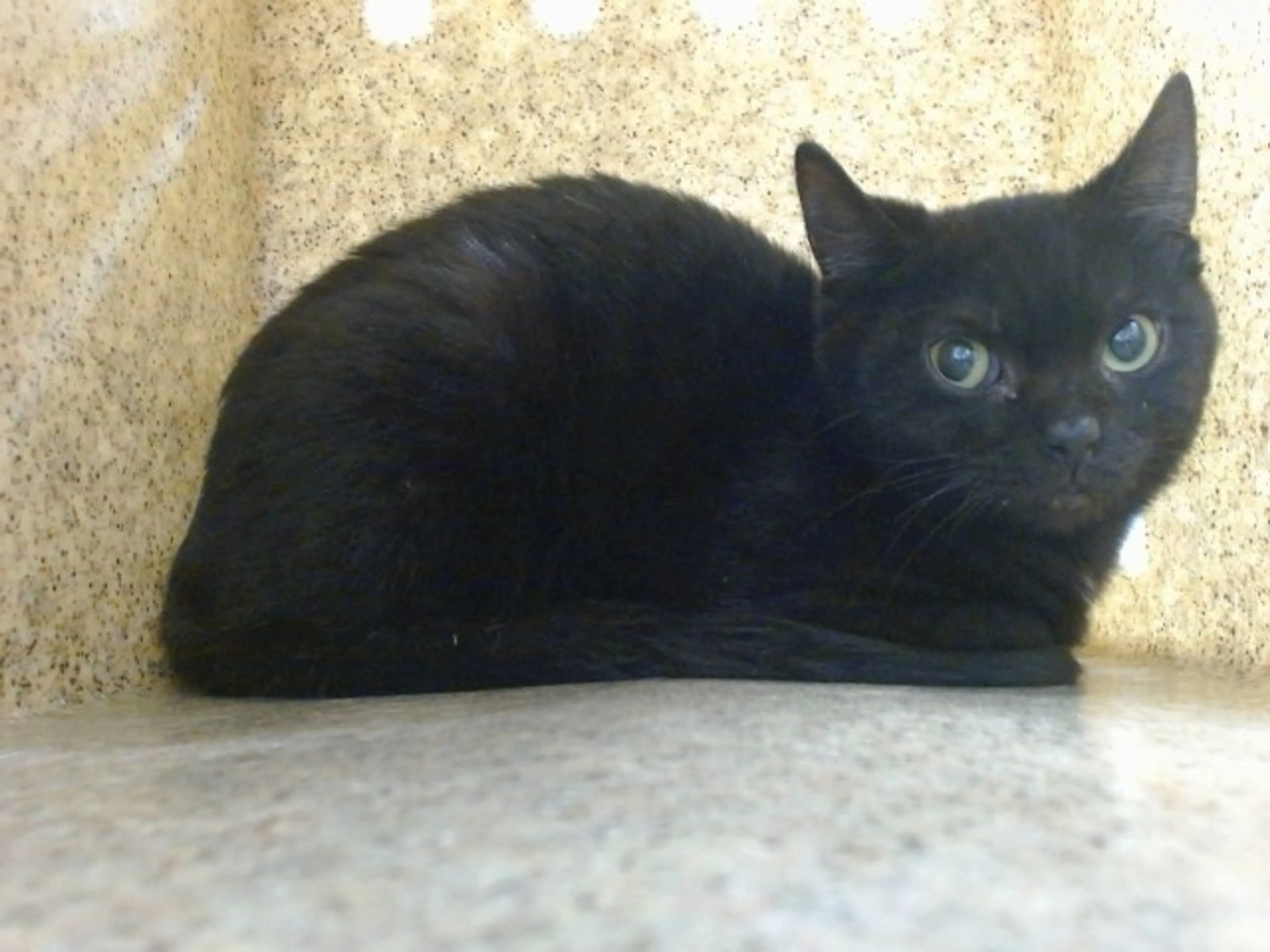 Found pet