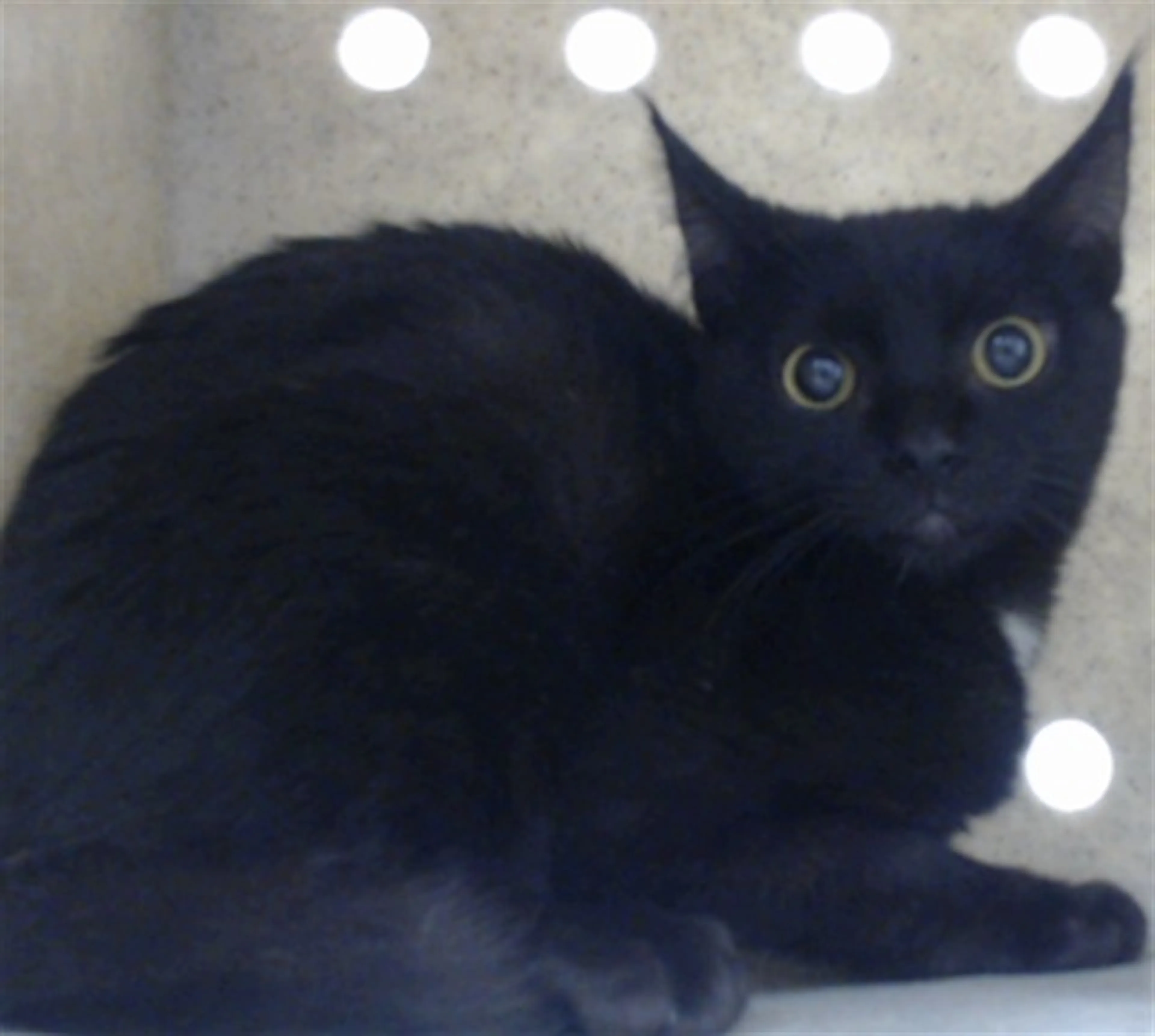 Found pet