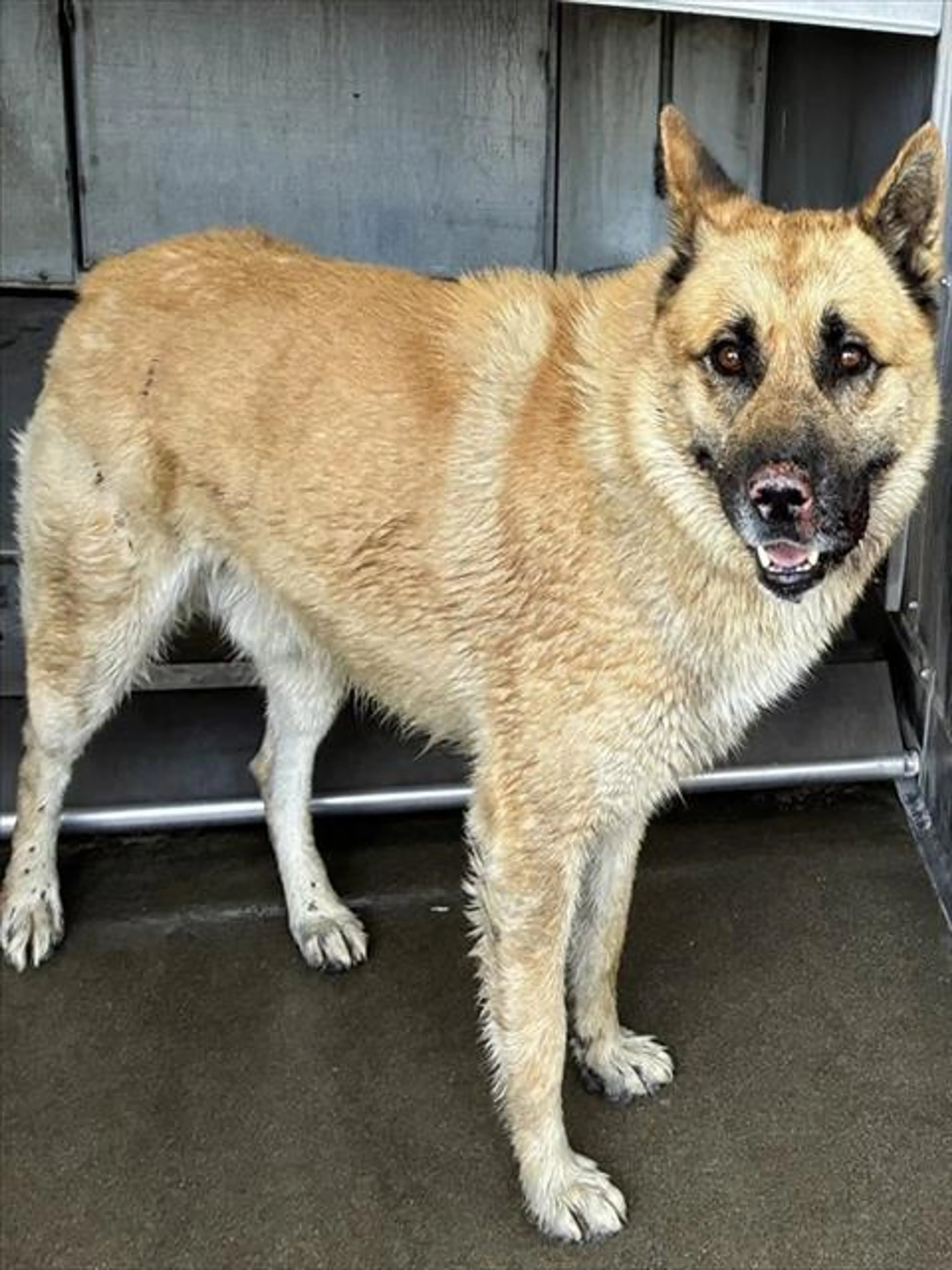 Found pet