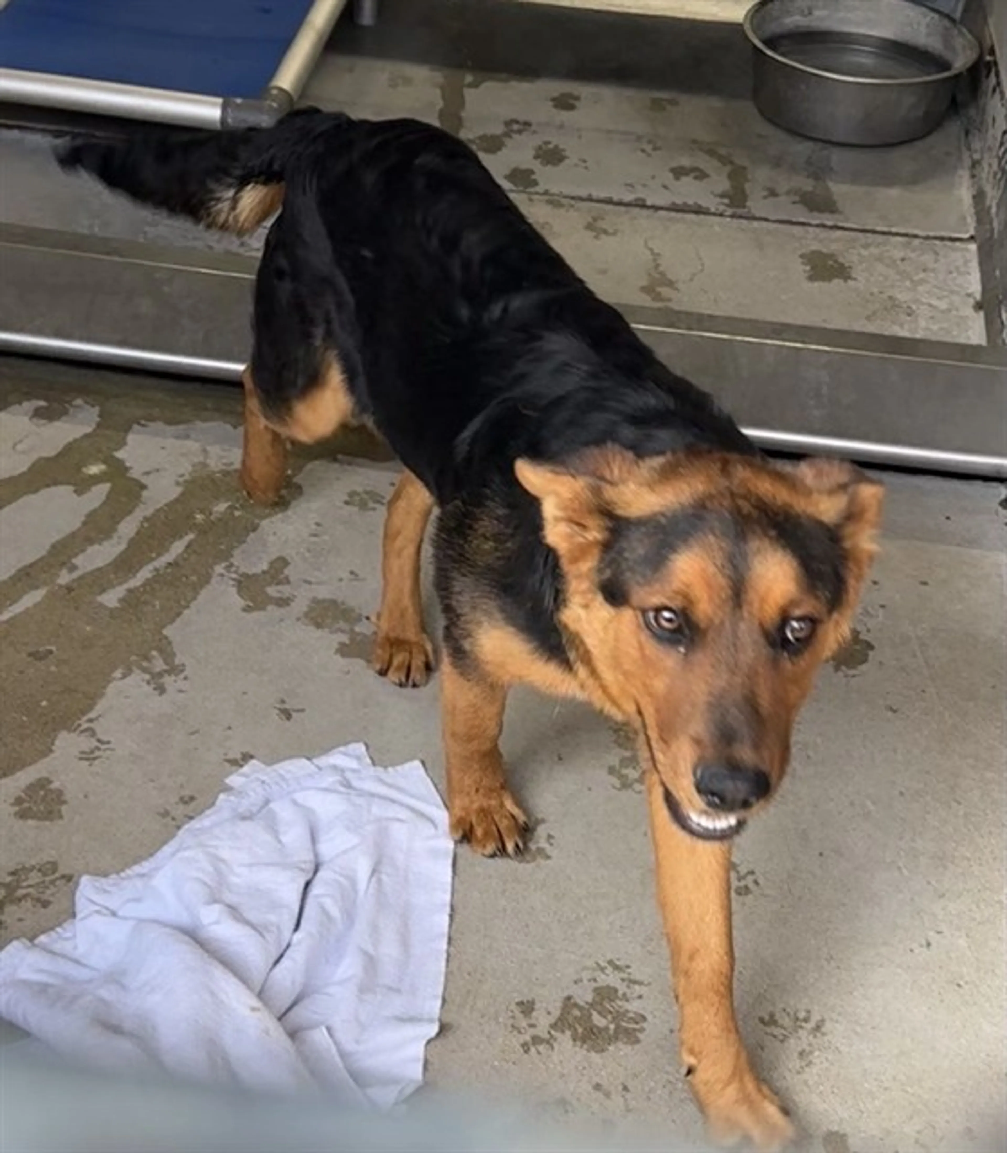 Found pet