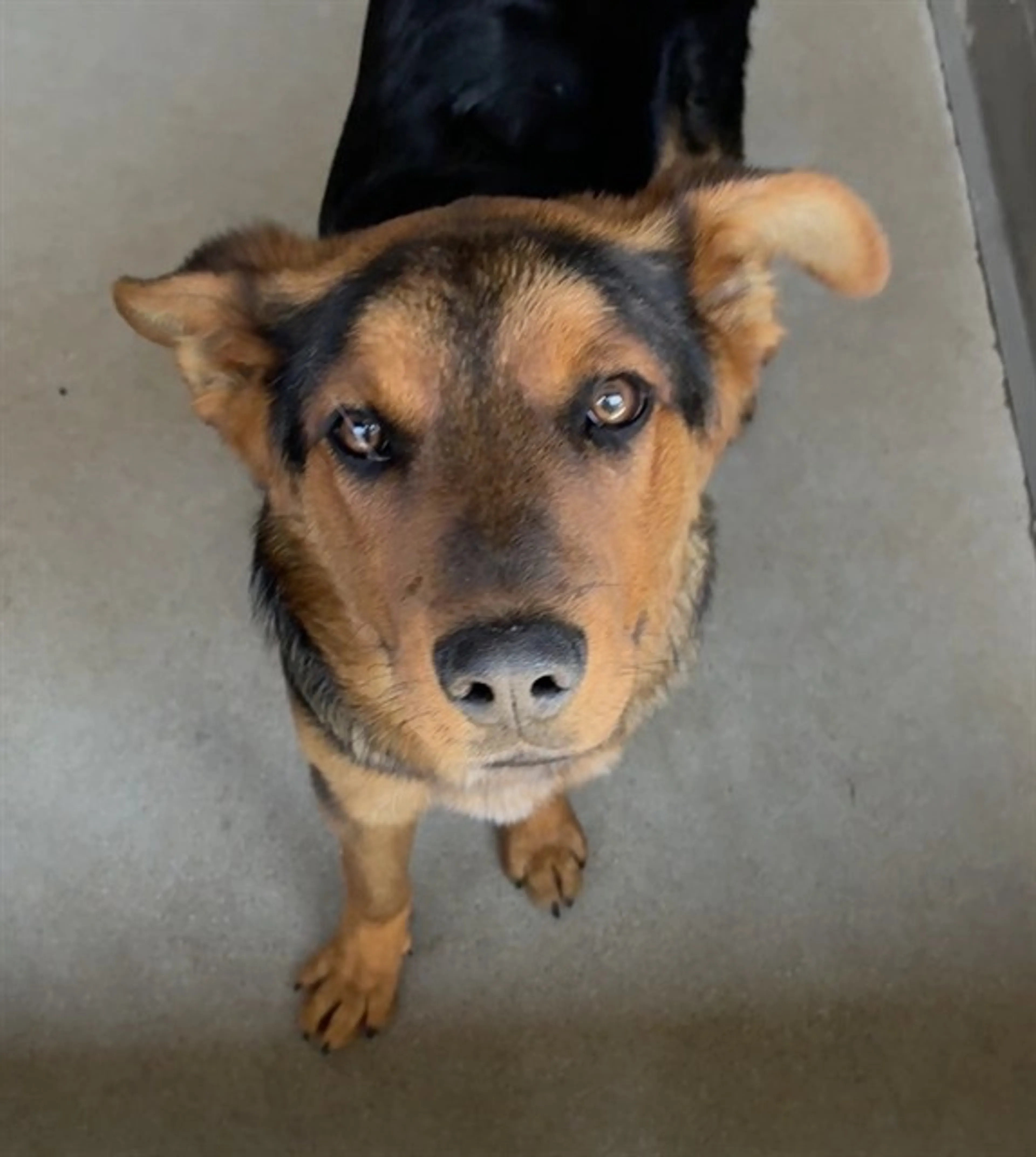 Found pet