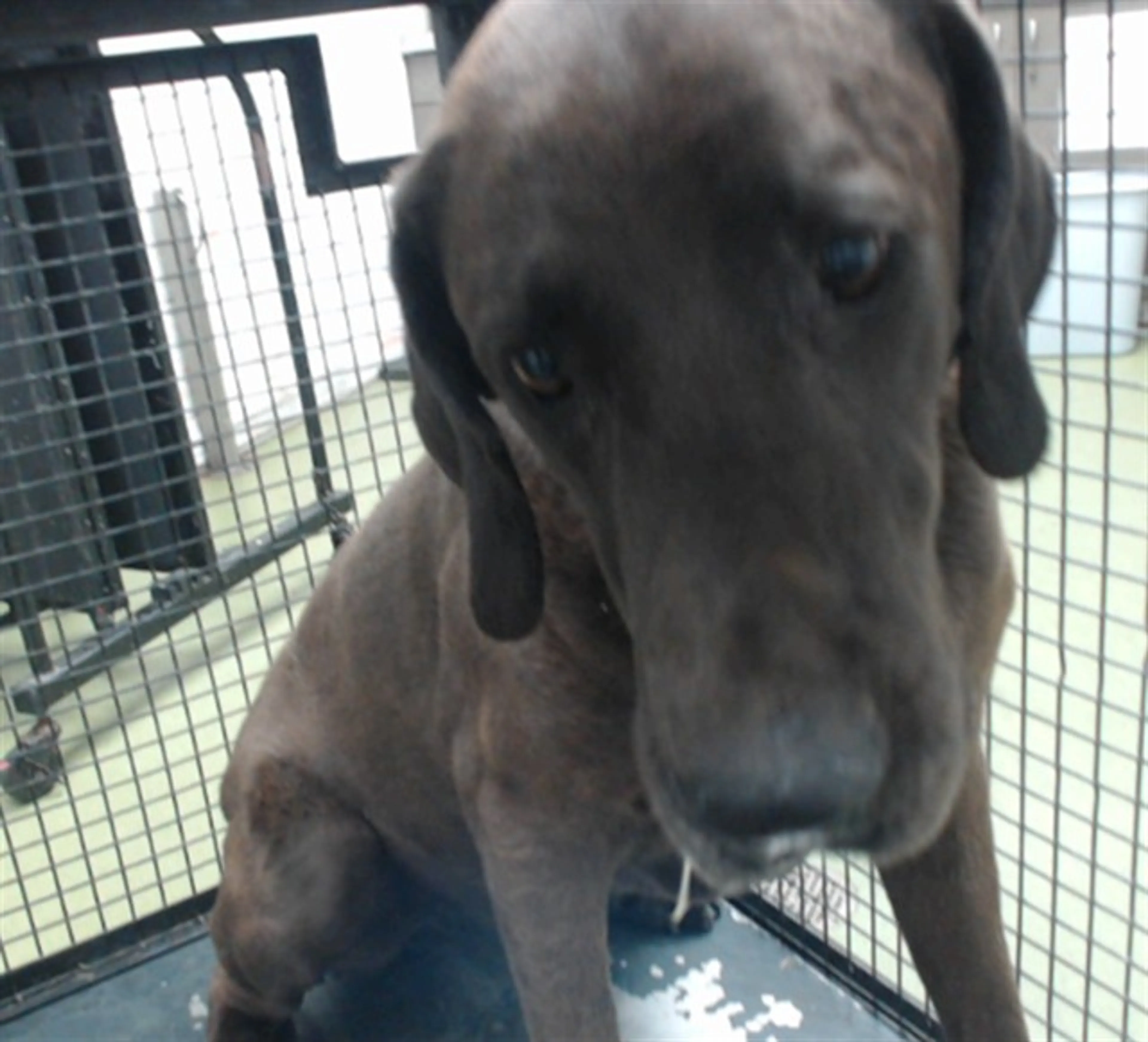 Found pet