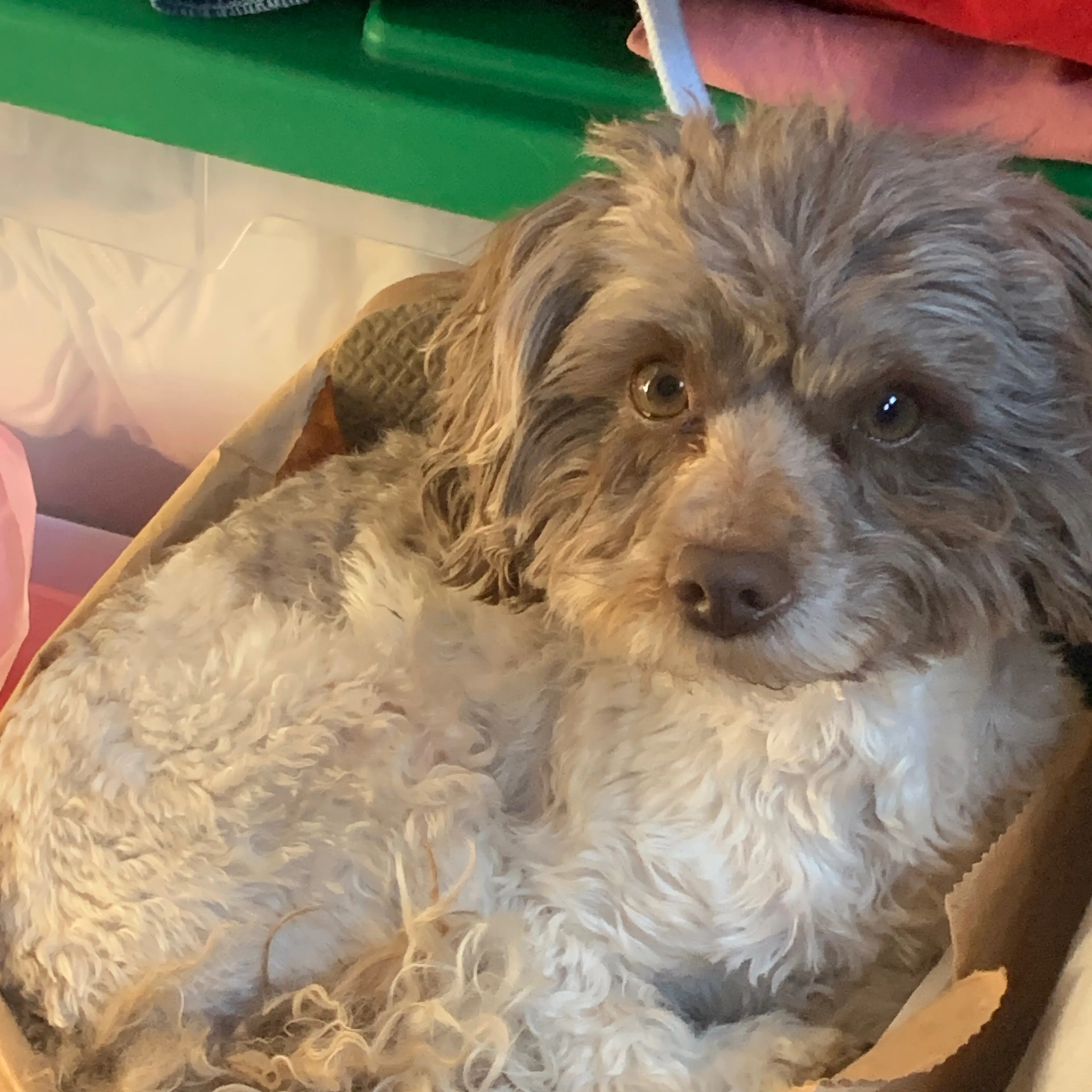 Lost pet-1