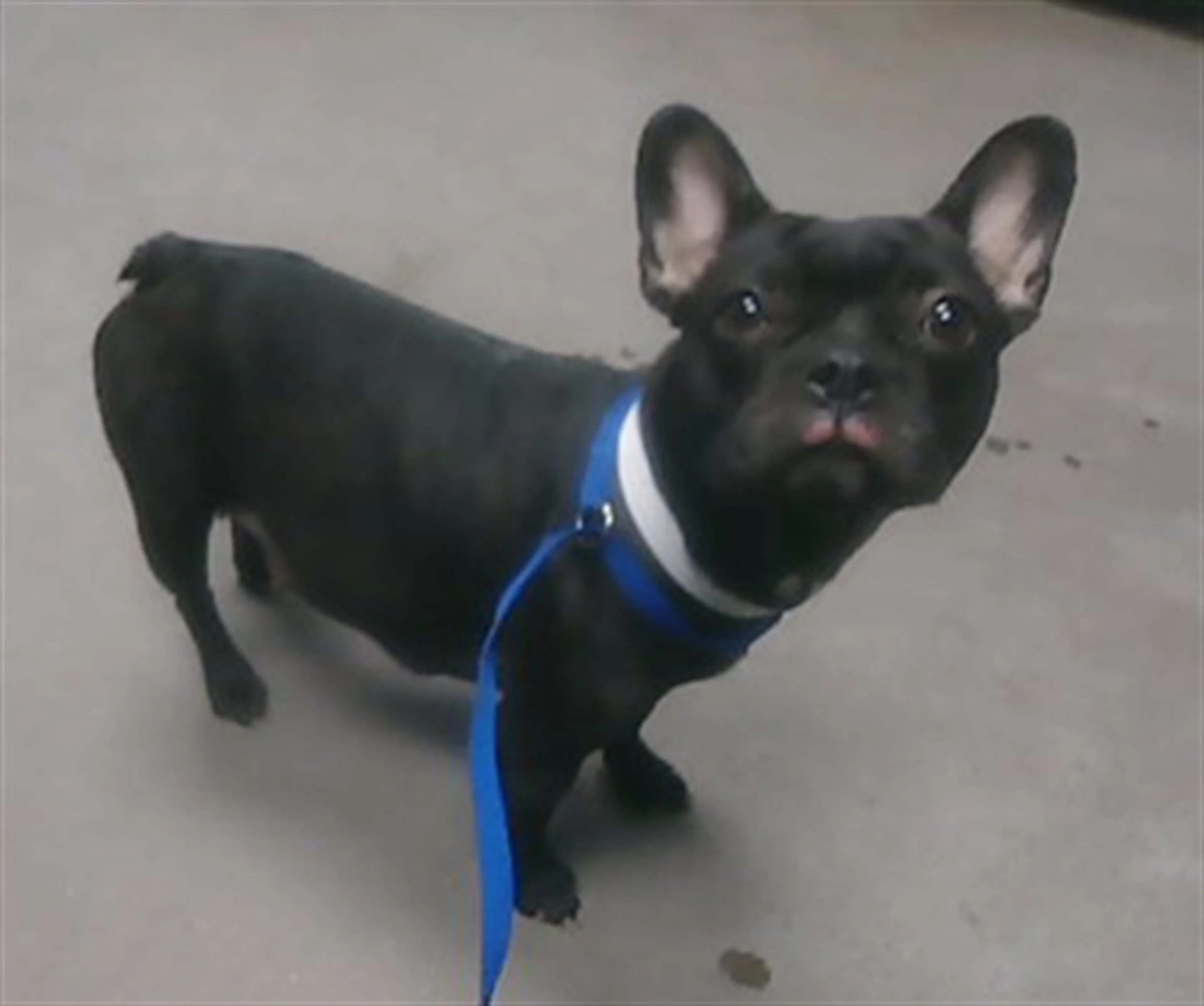 Found pet