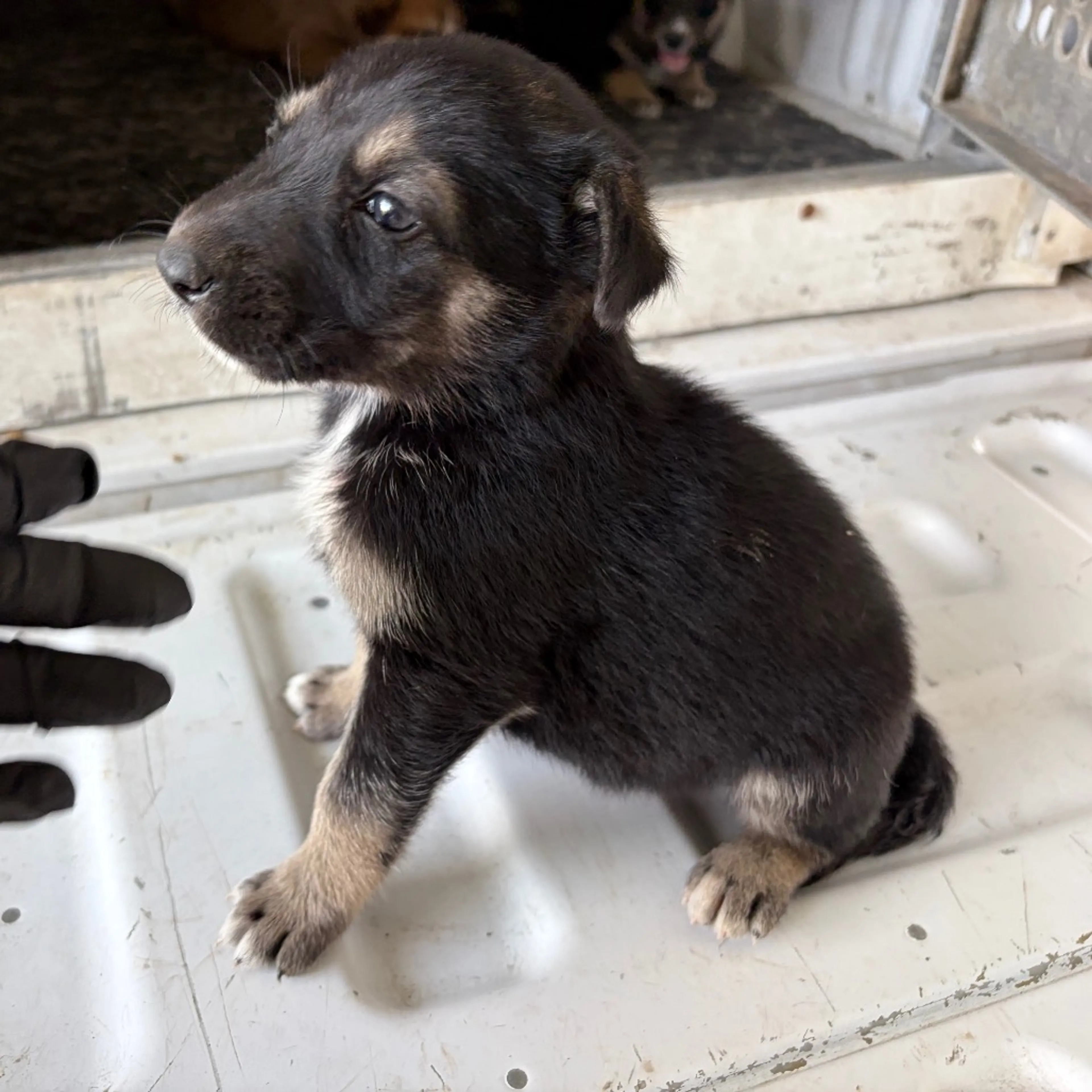 Found pet-1