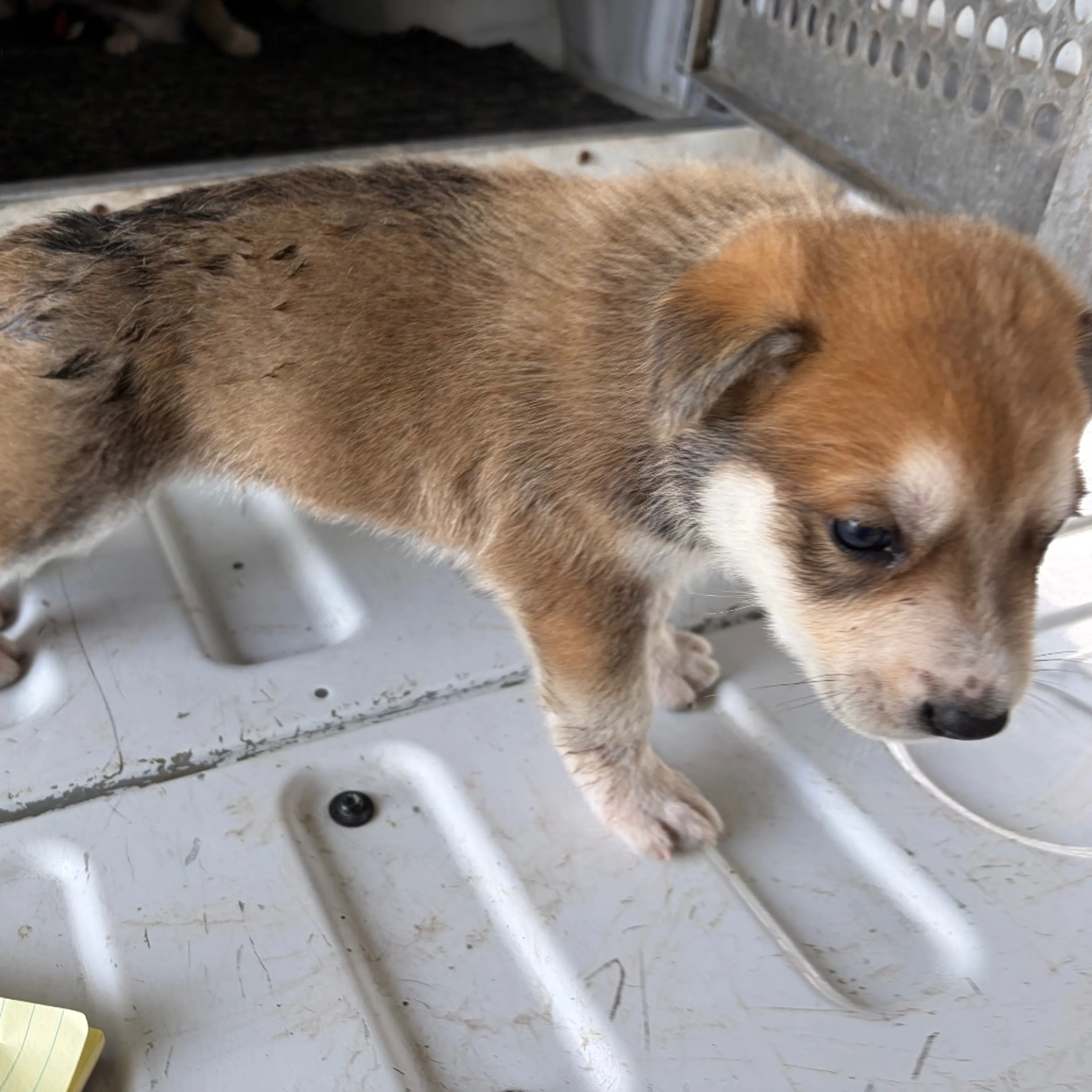 Found pet-1