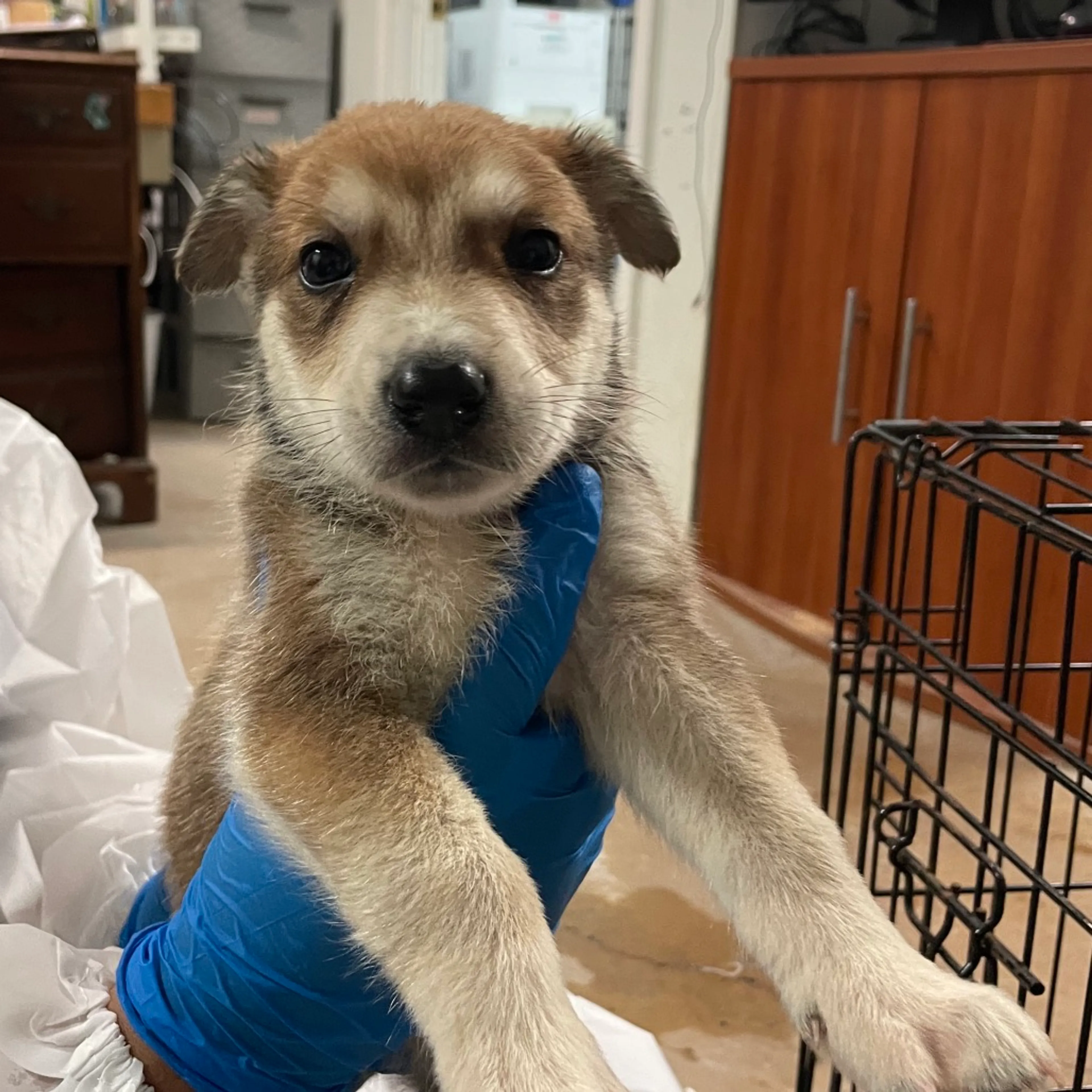 Found pet-2