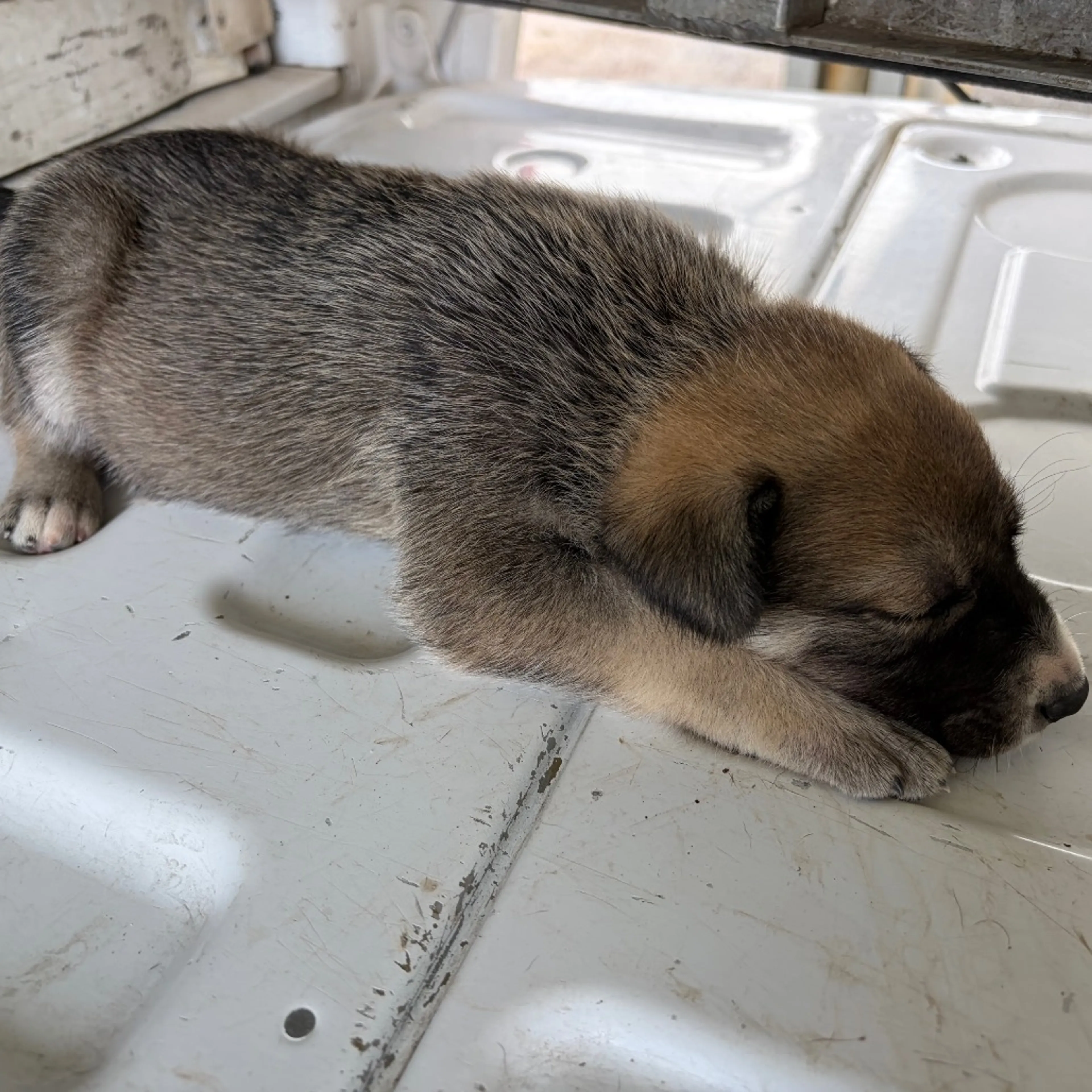 Found pet-1