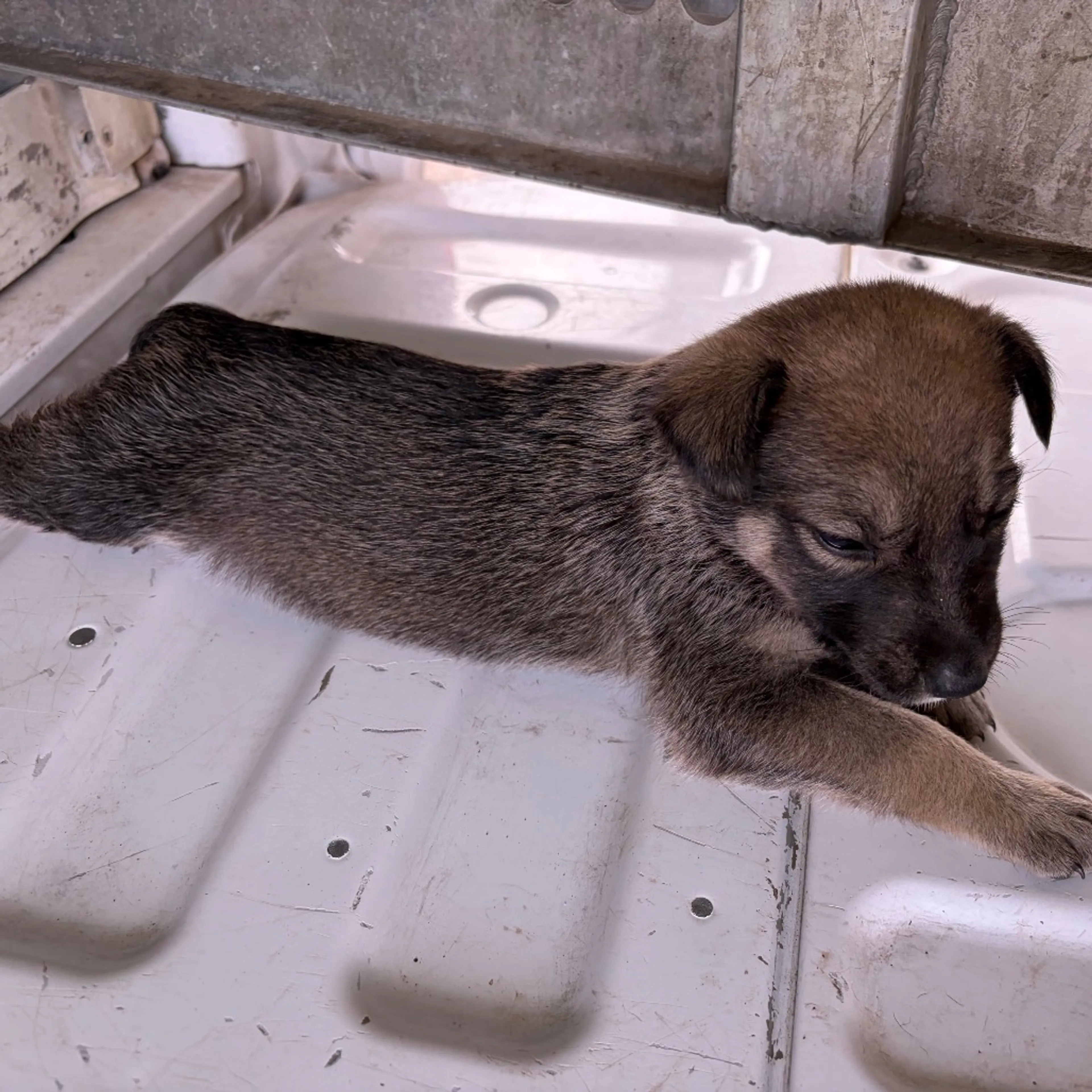 Found pet-1