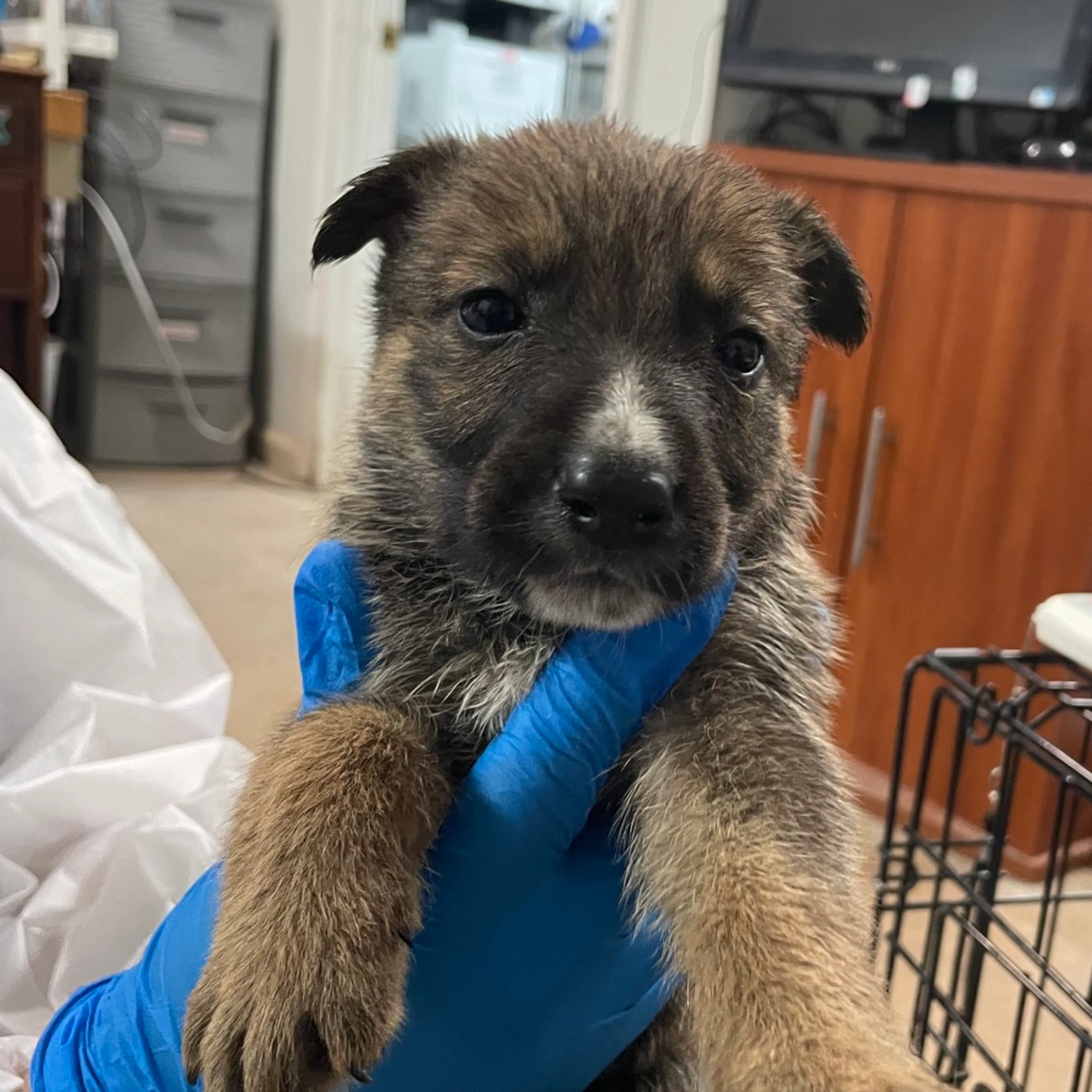 Found pet-2