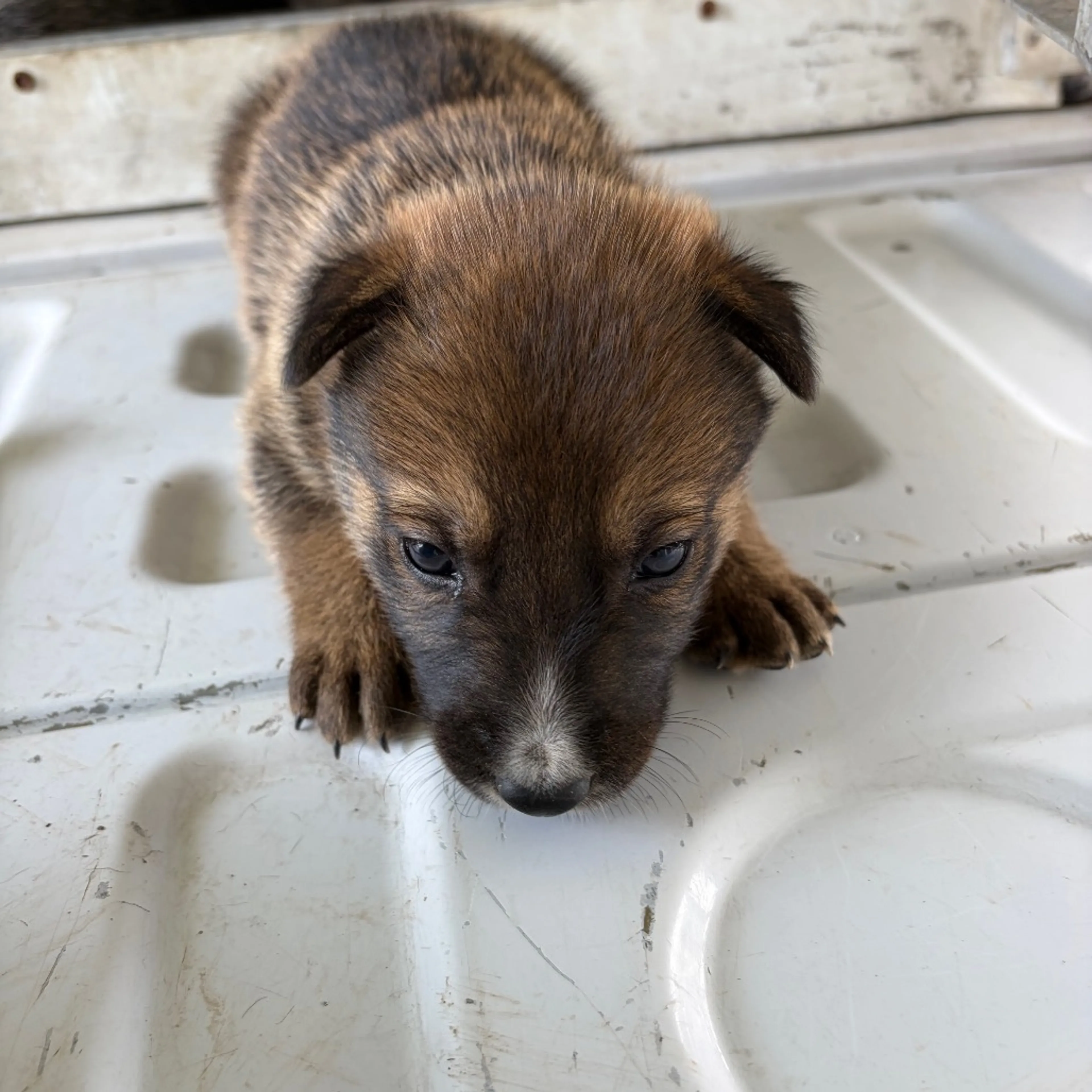 Found pet-1