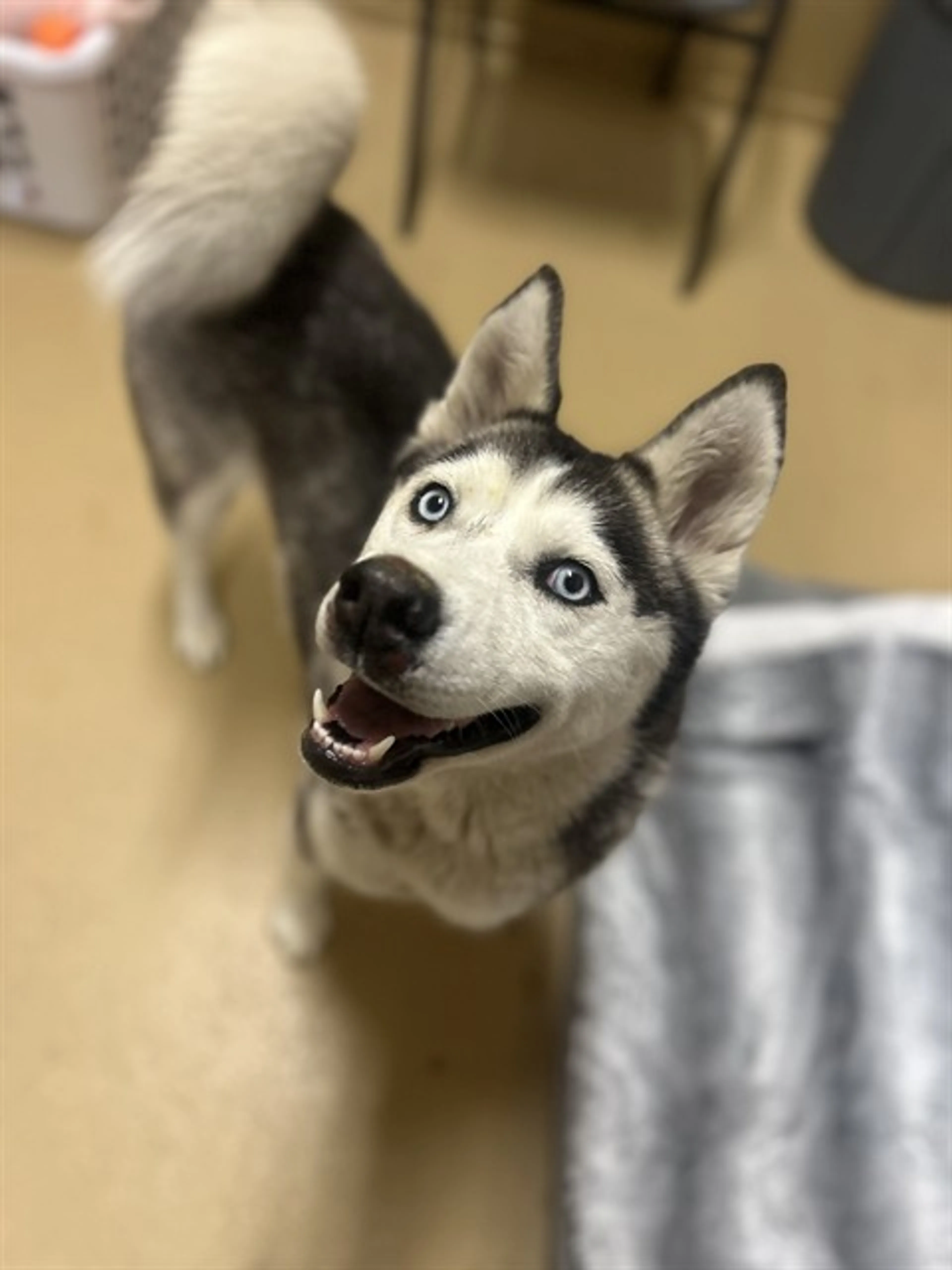 Found pet