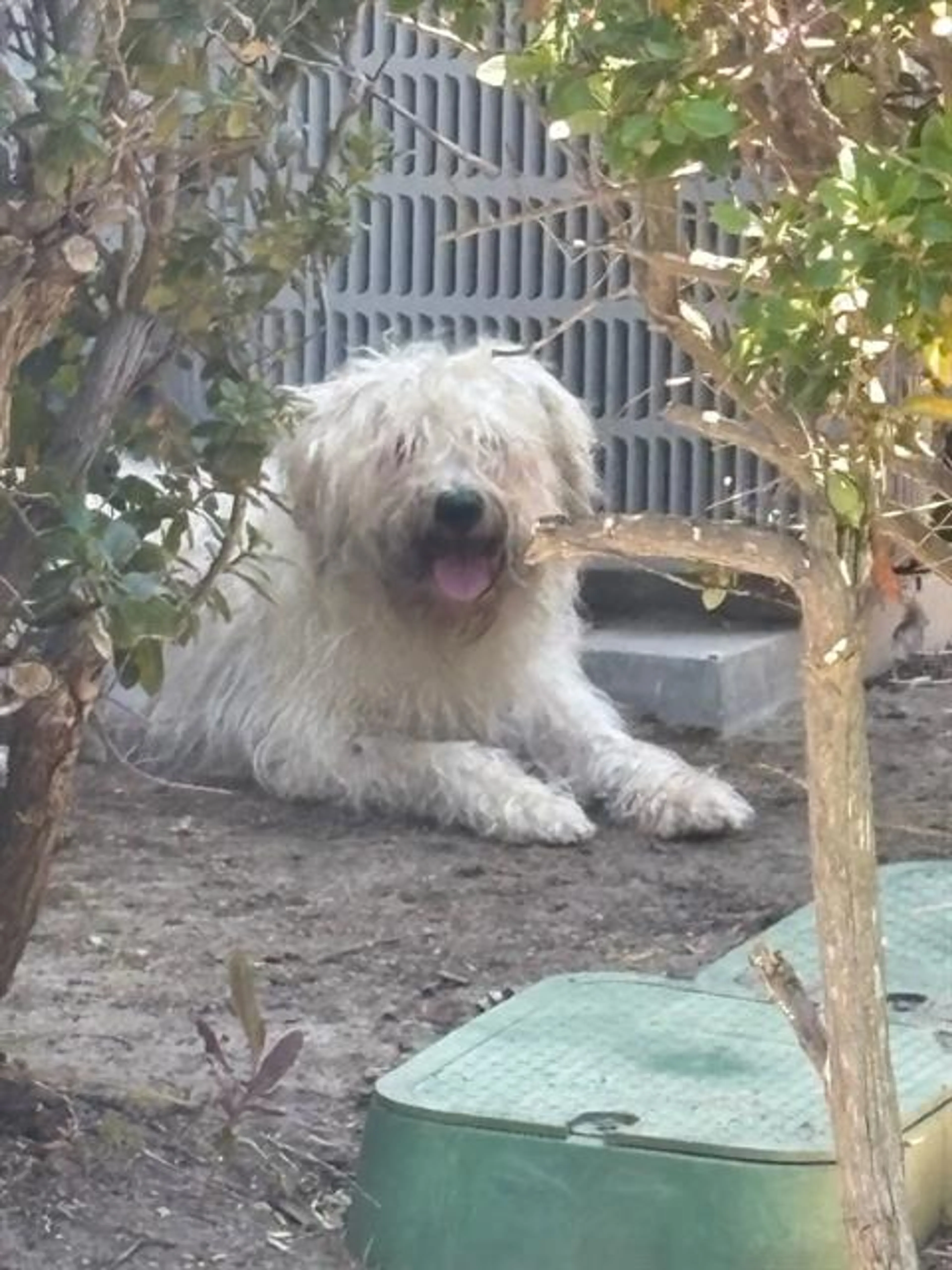 Found pet