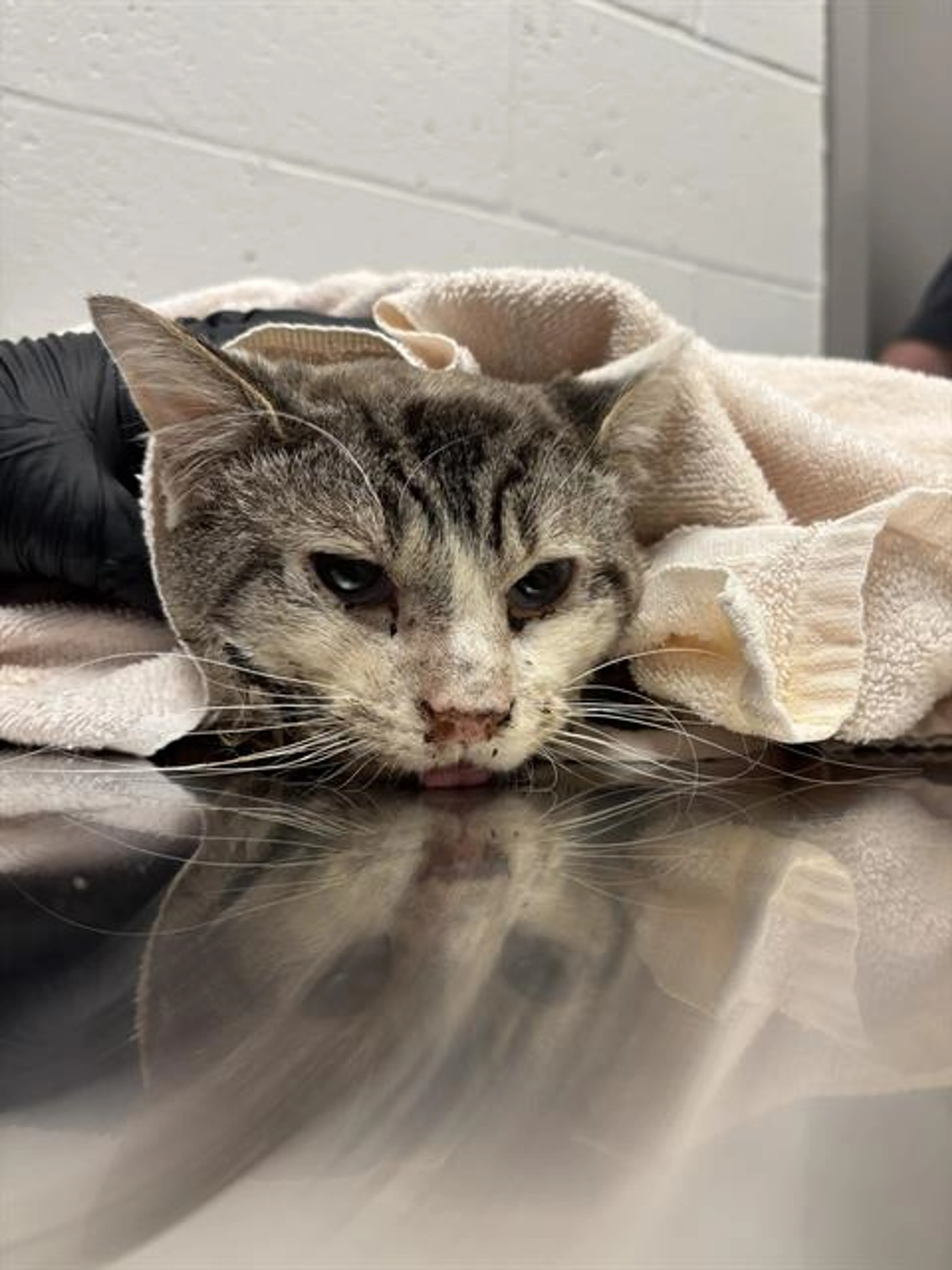 Found pet