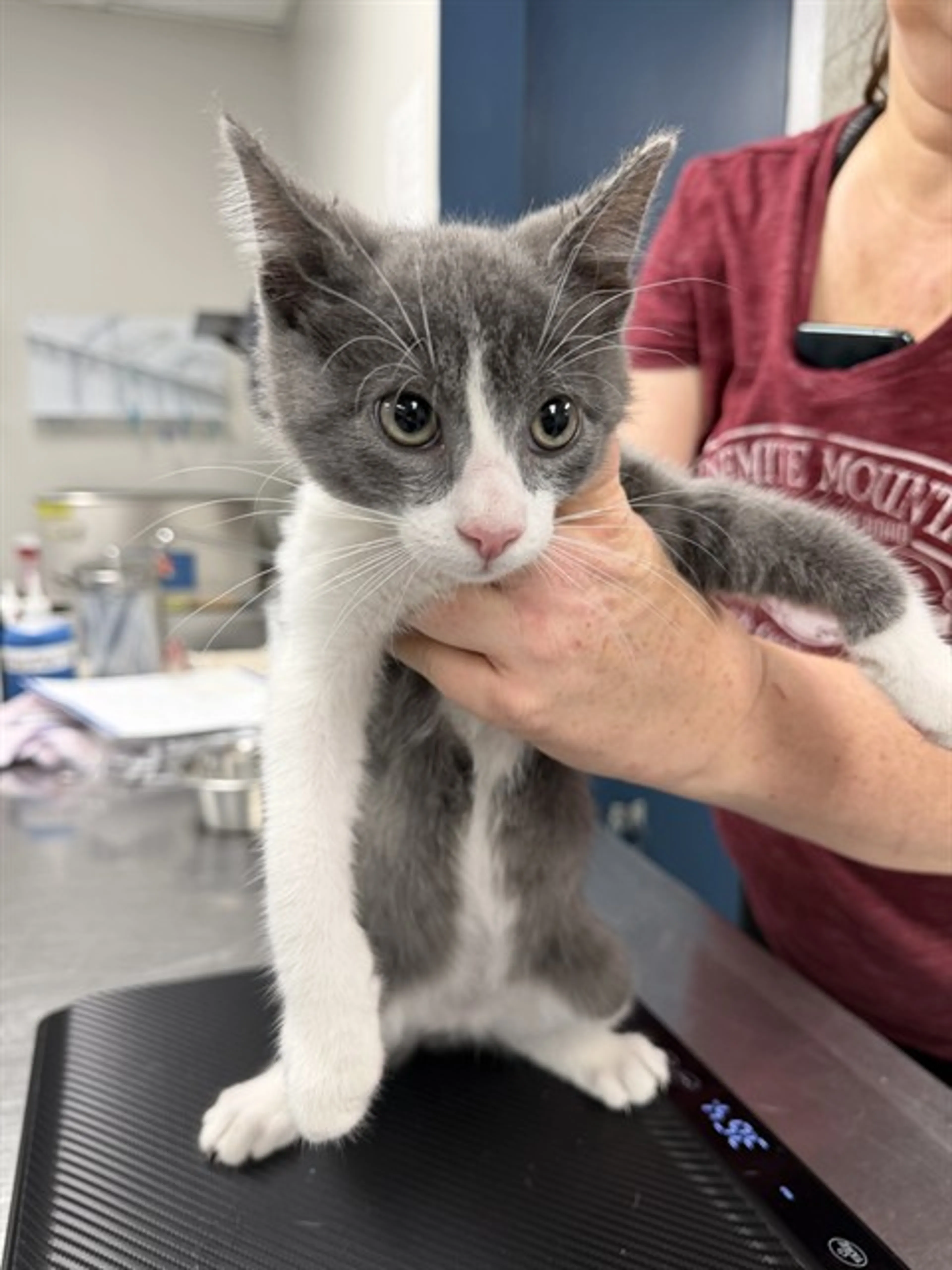 Found pet