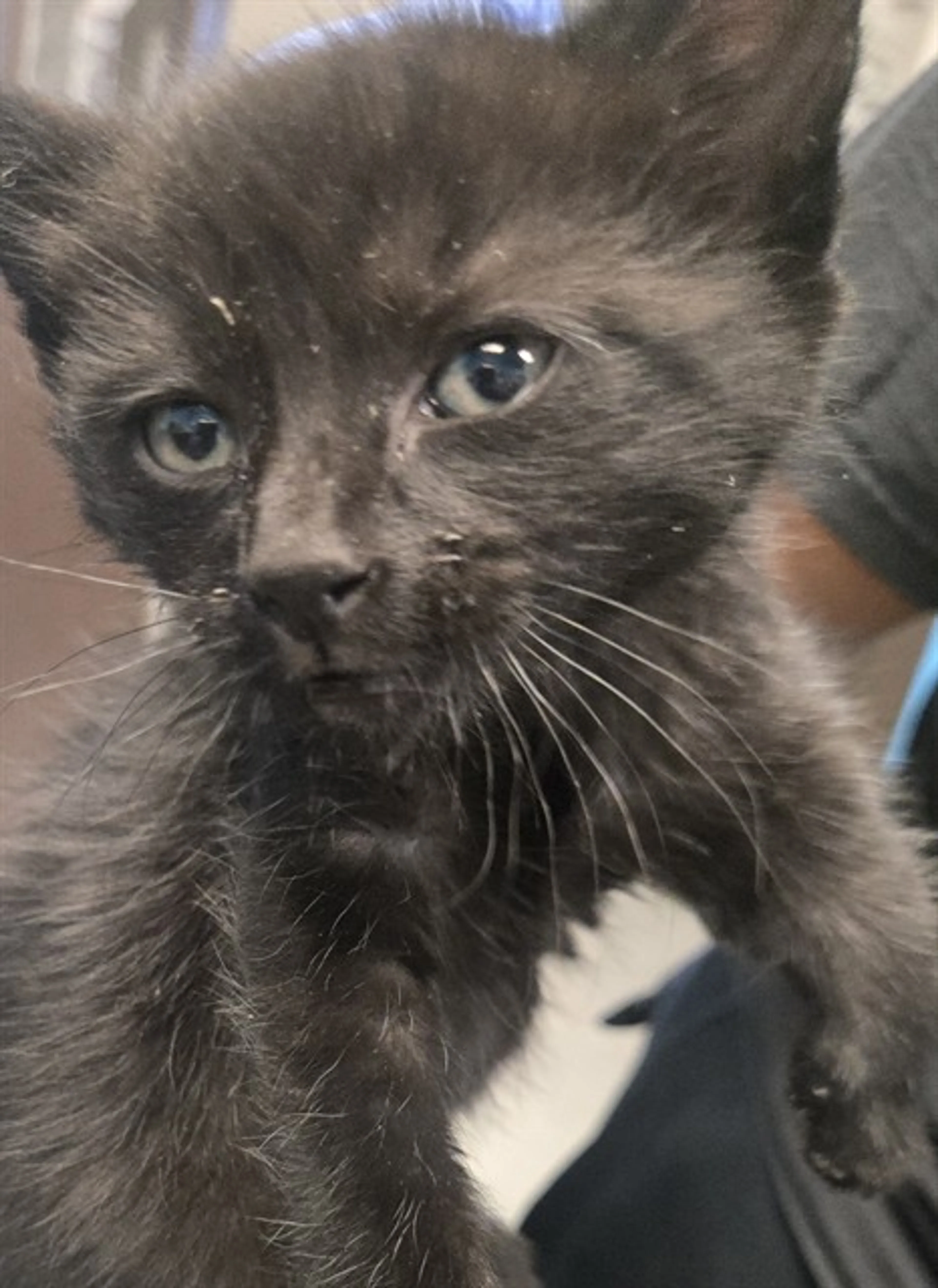 Found pet