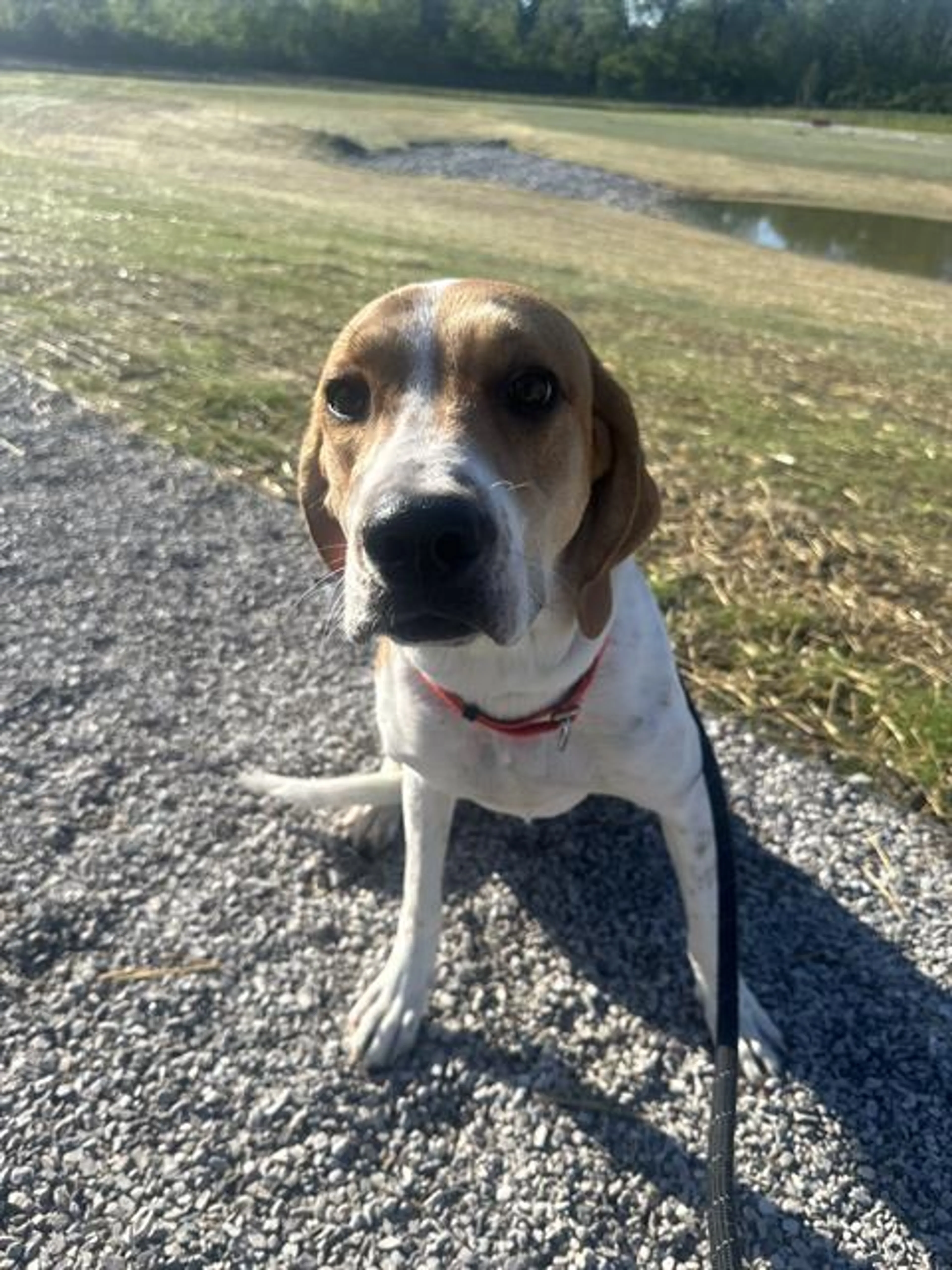 Found pet