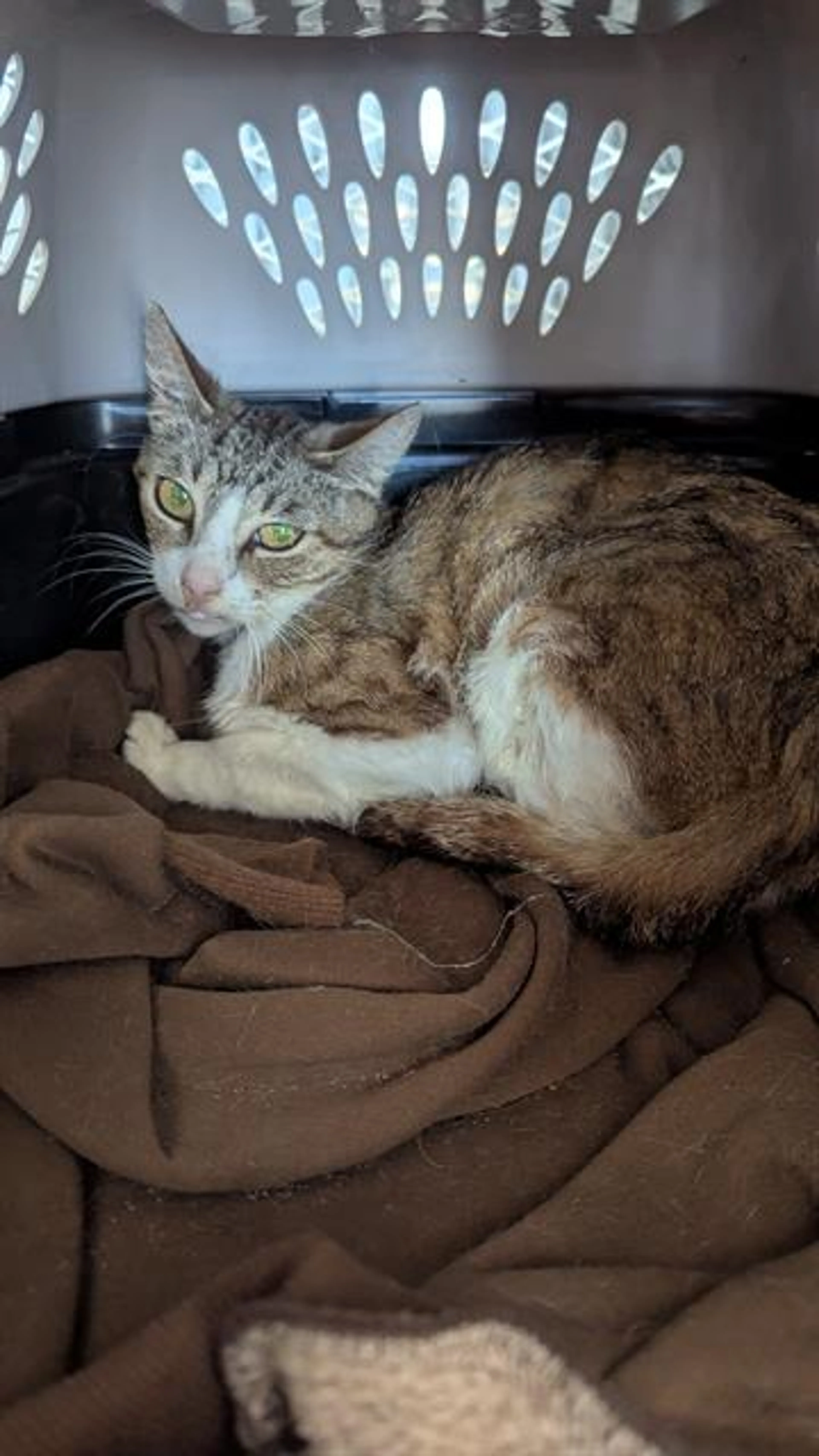 Found pet