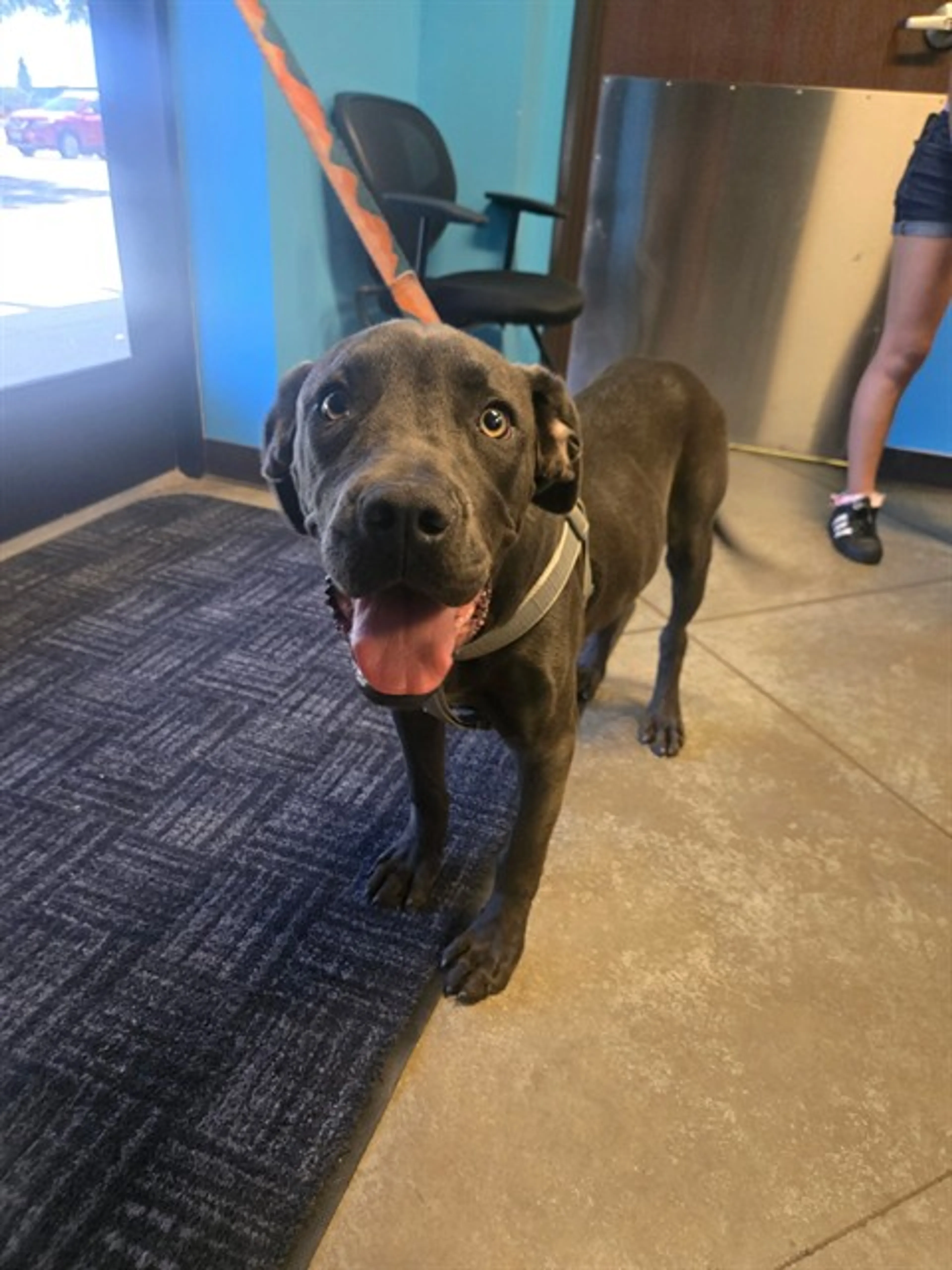 Found pet
