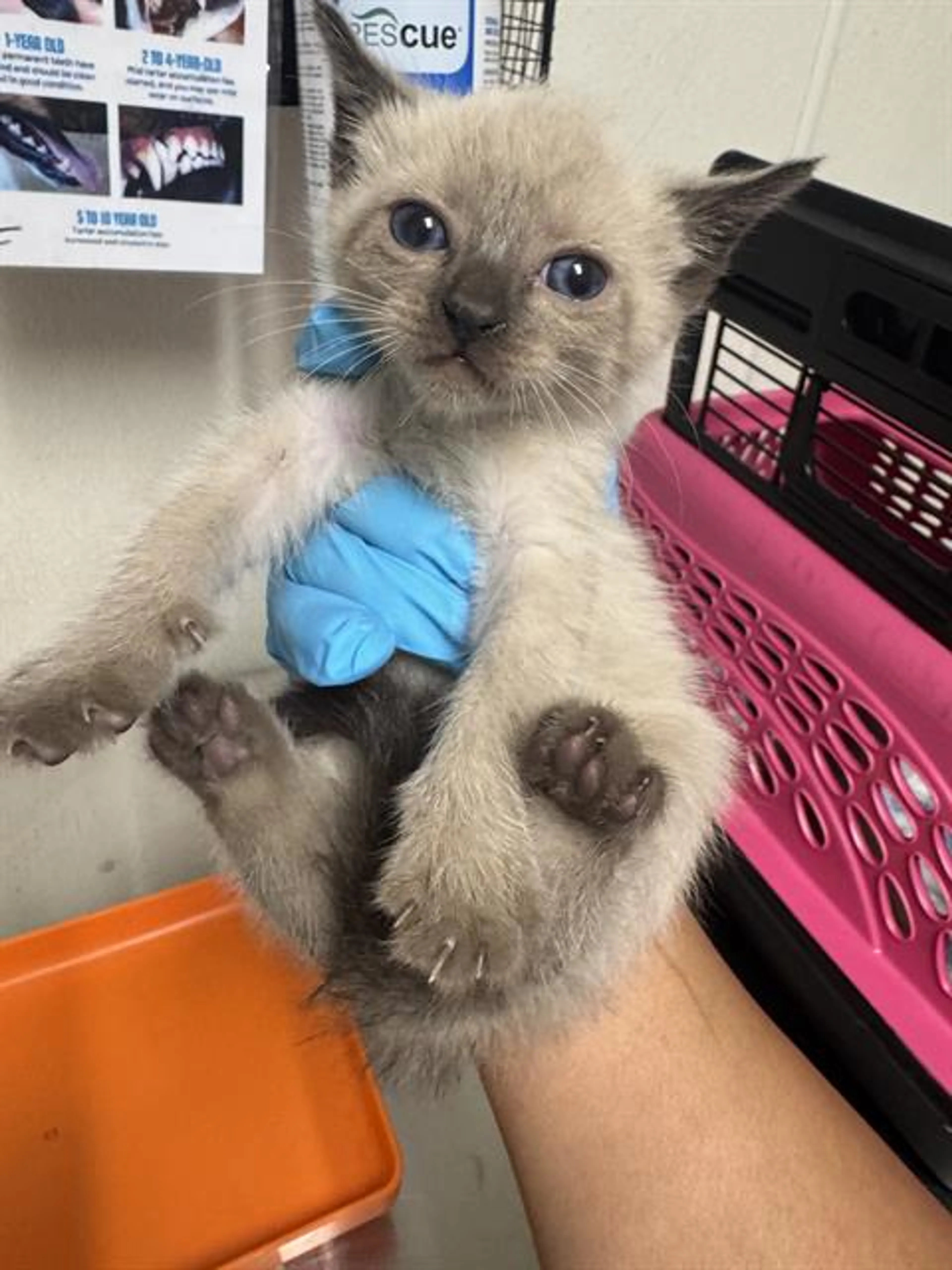 Found pet