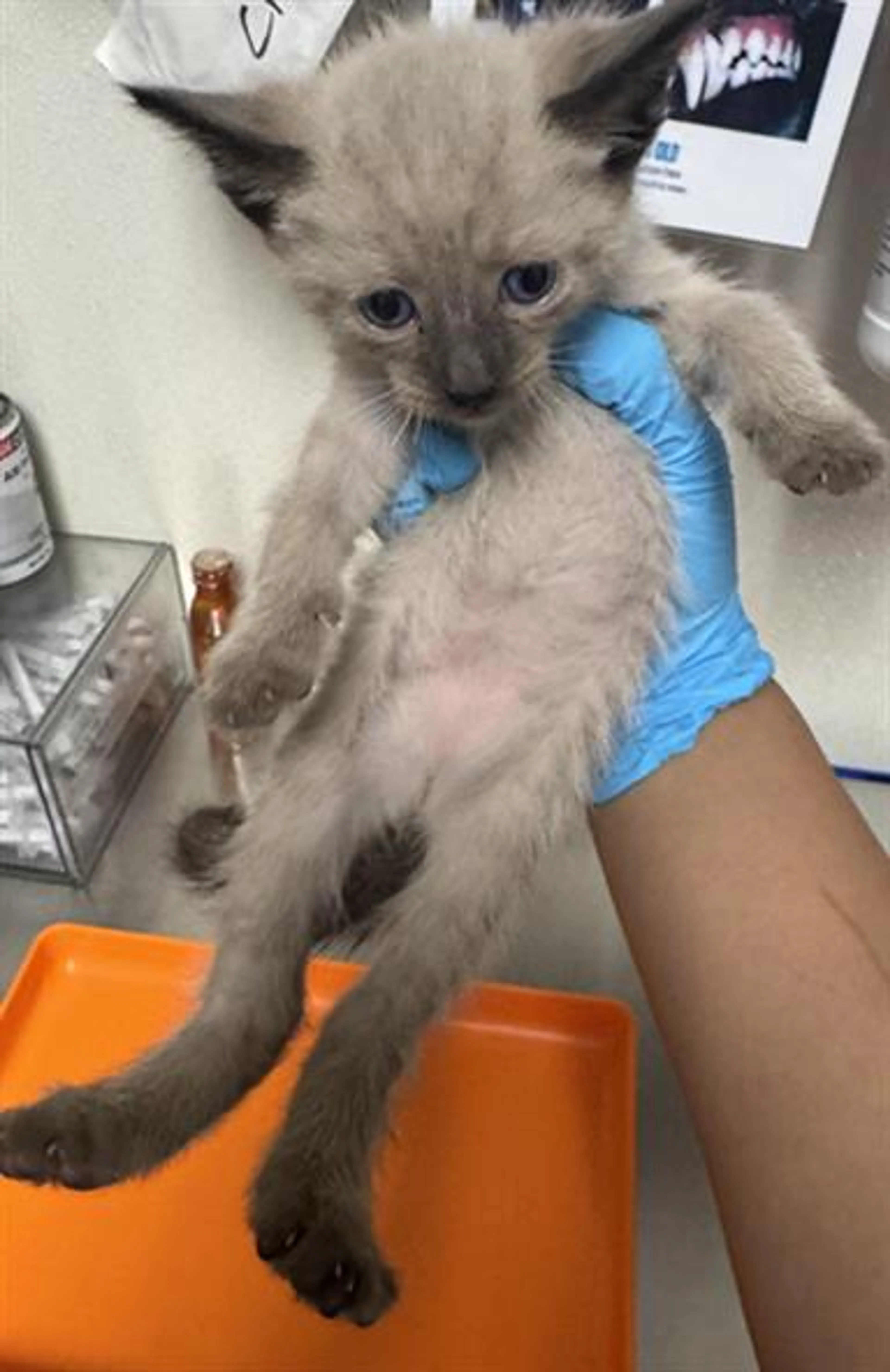 Found pet