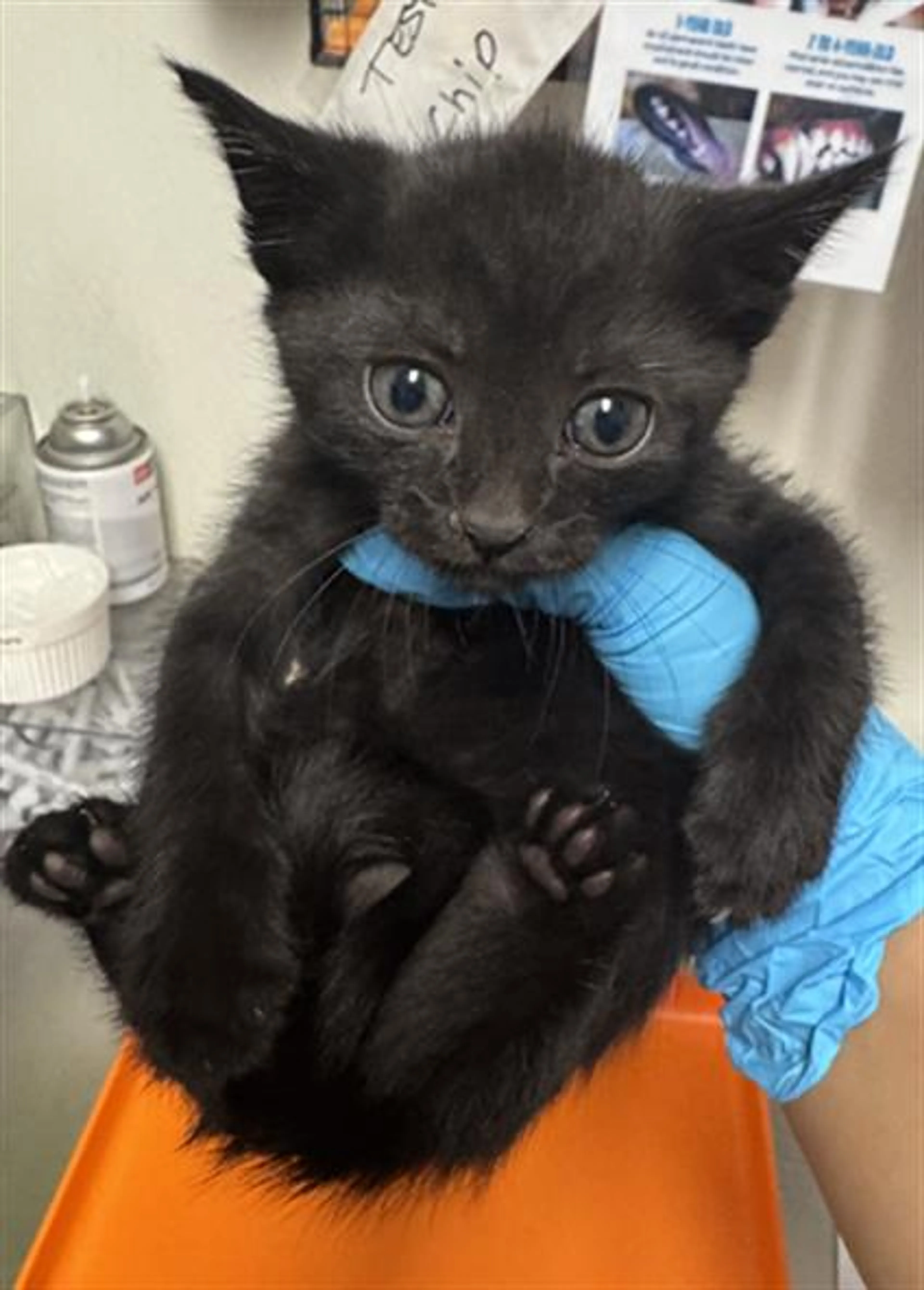 Found pet