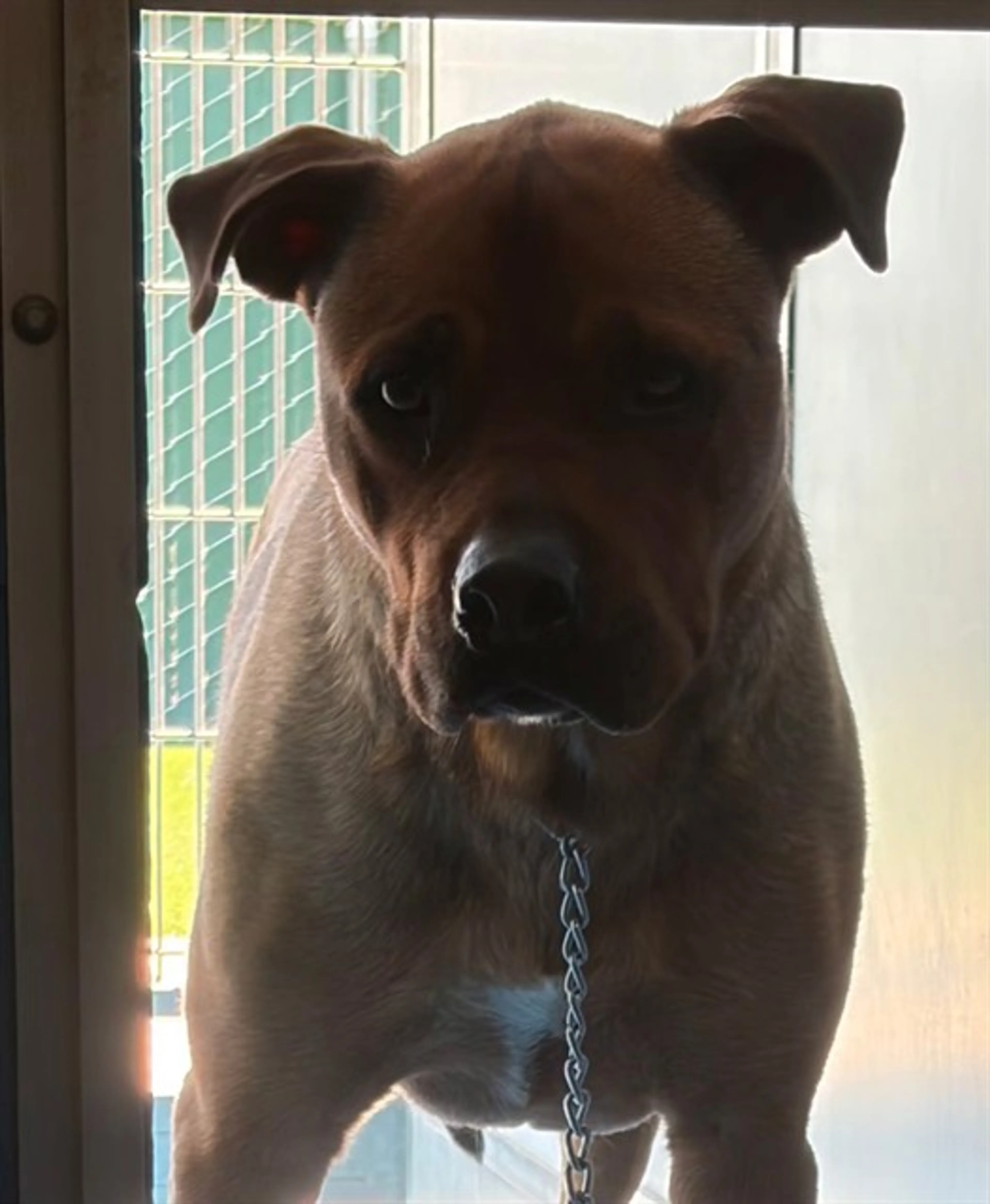 Found pet