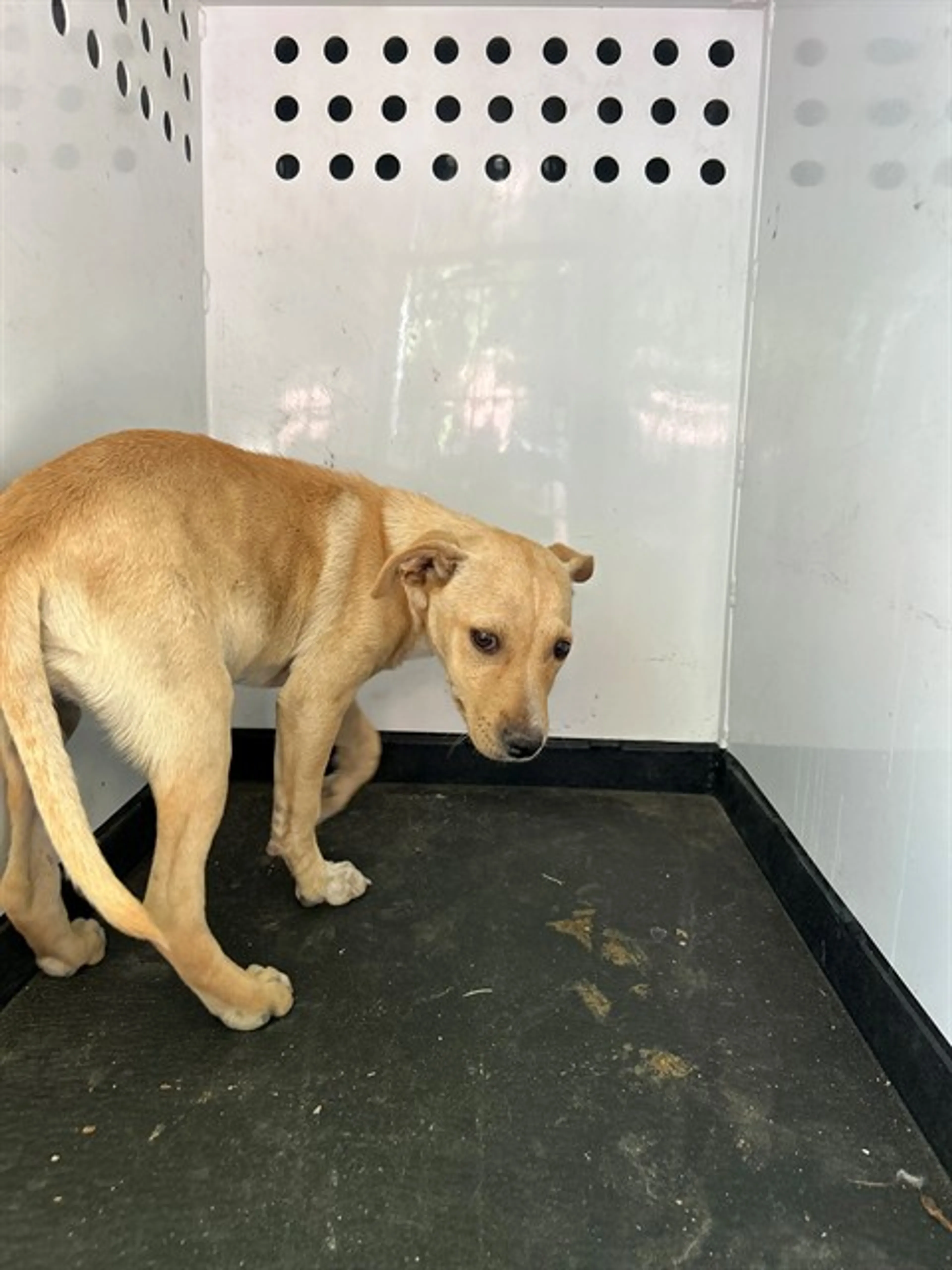 Found pet