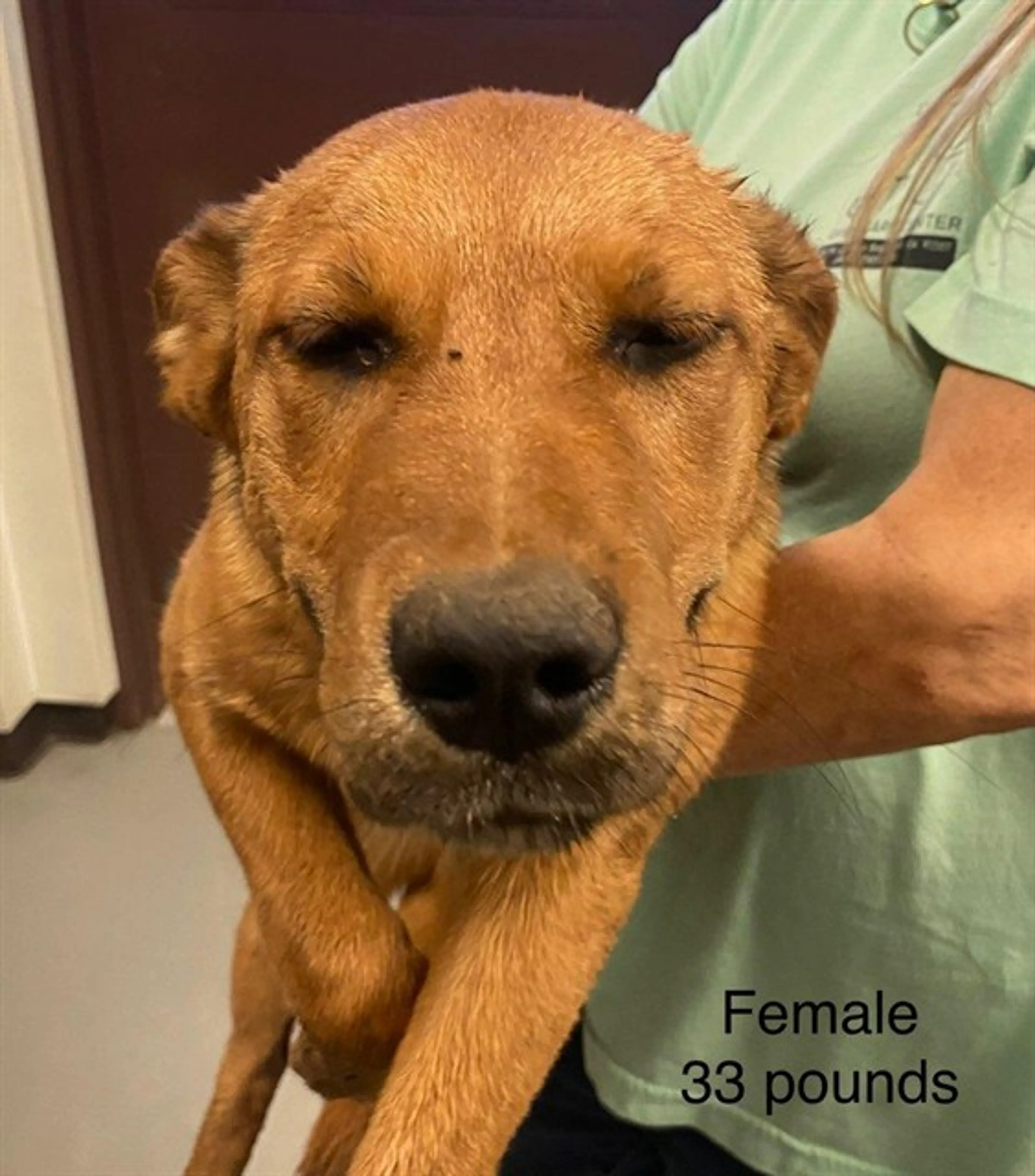 Found pet