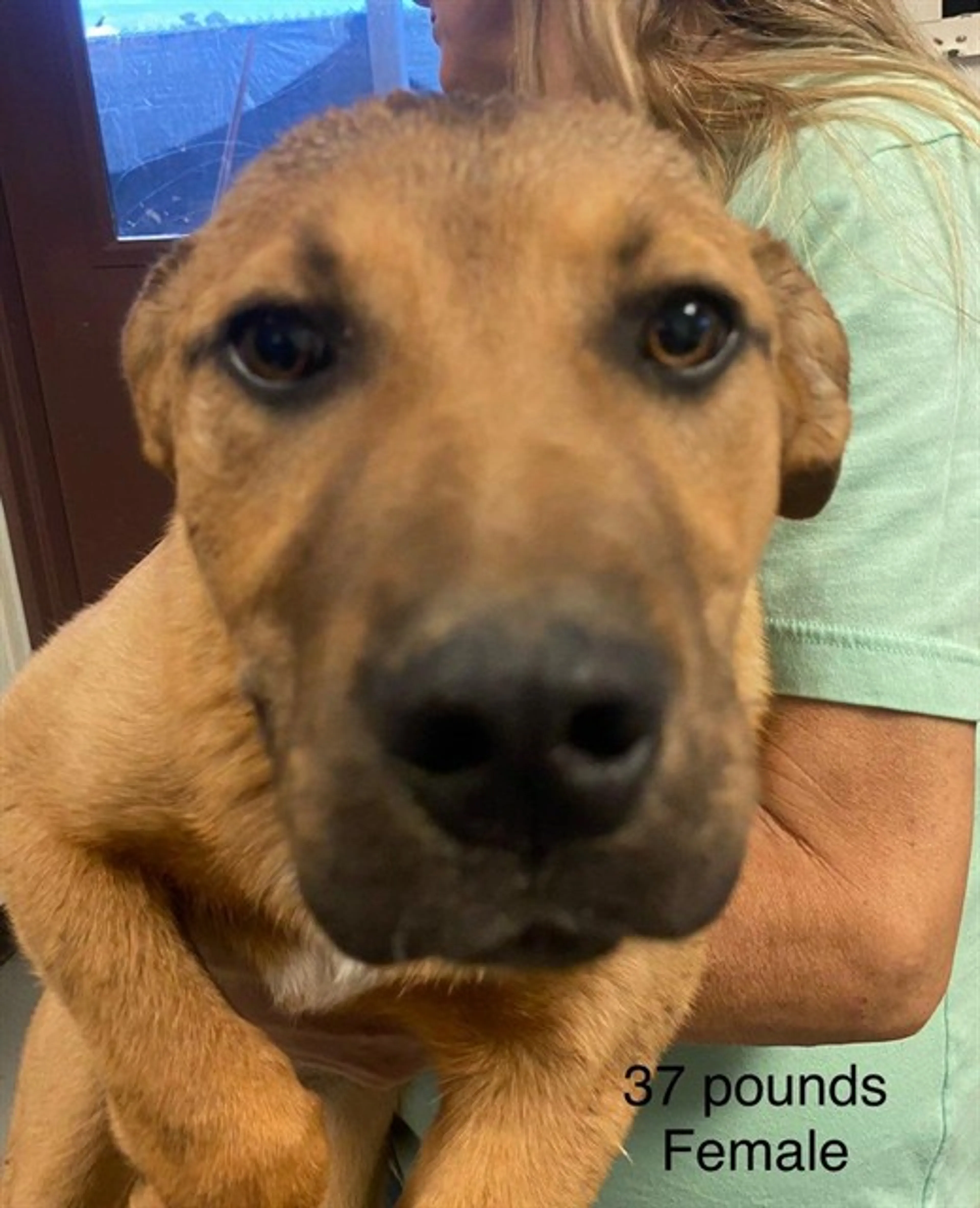 Found pet