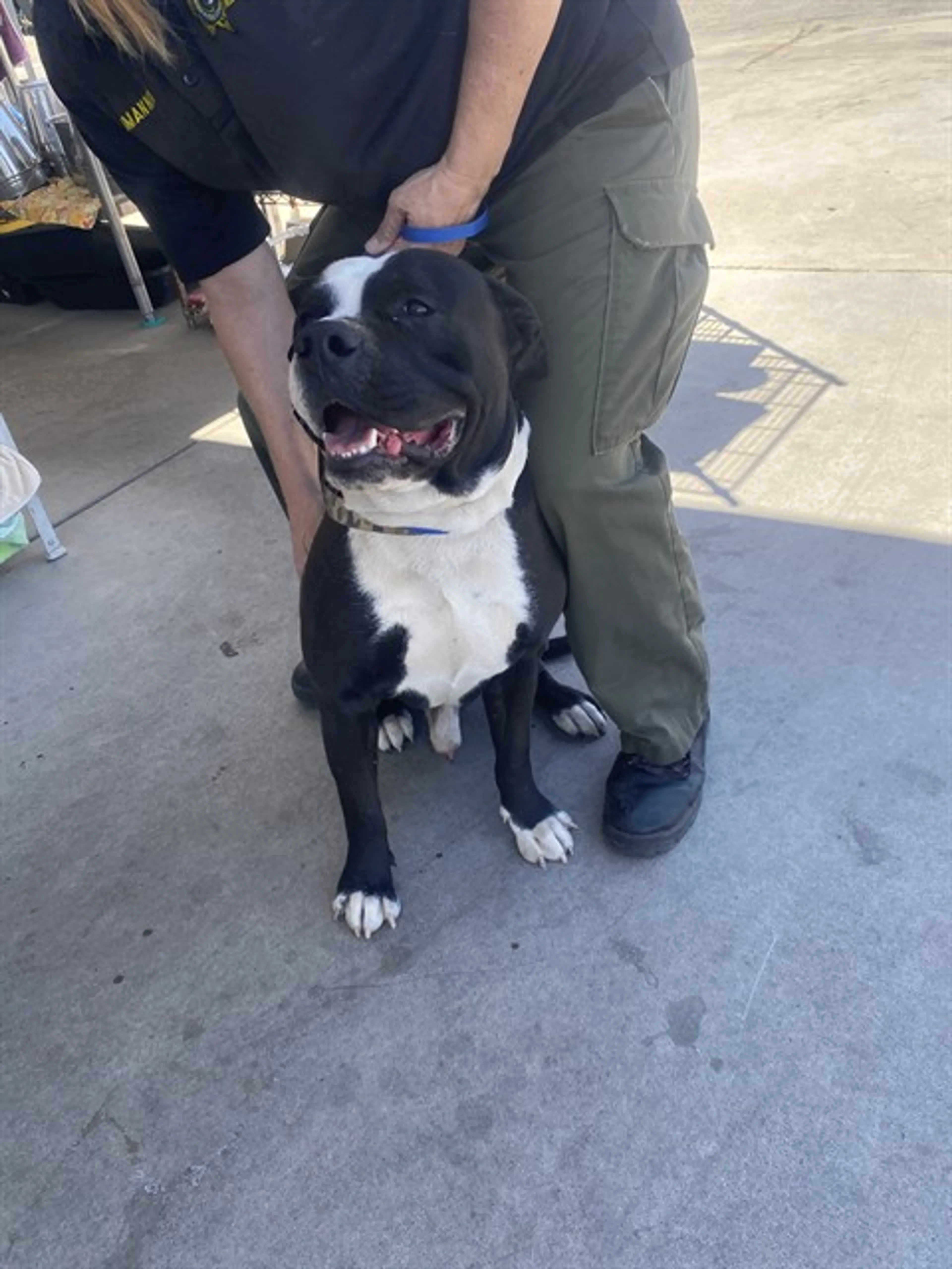 Found pet