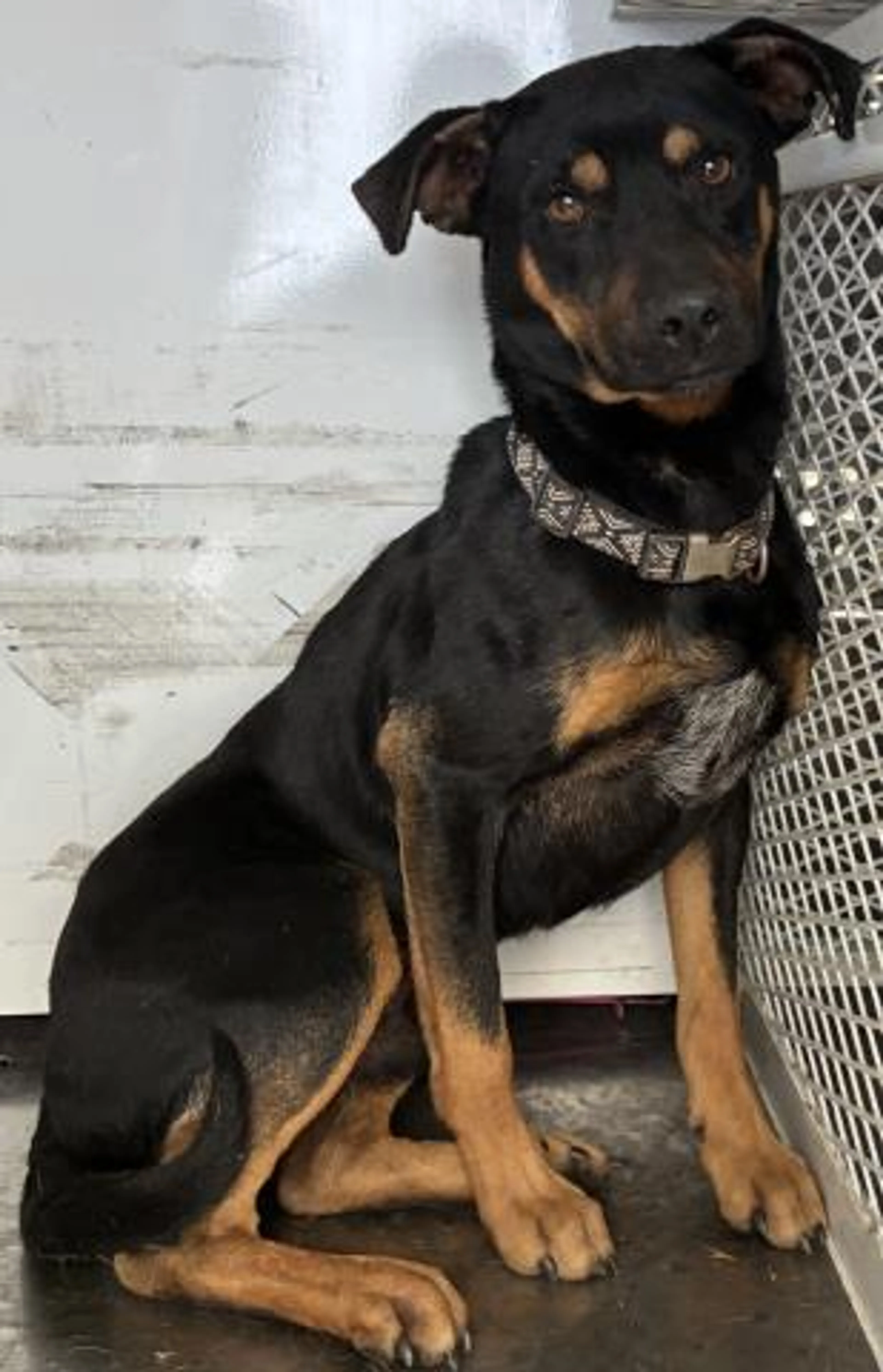 Found pet