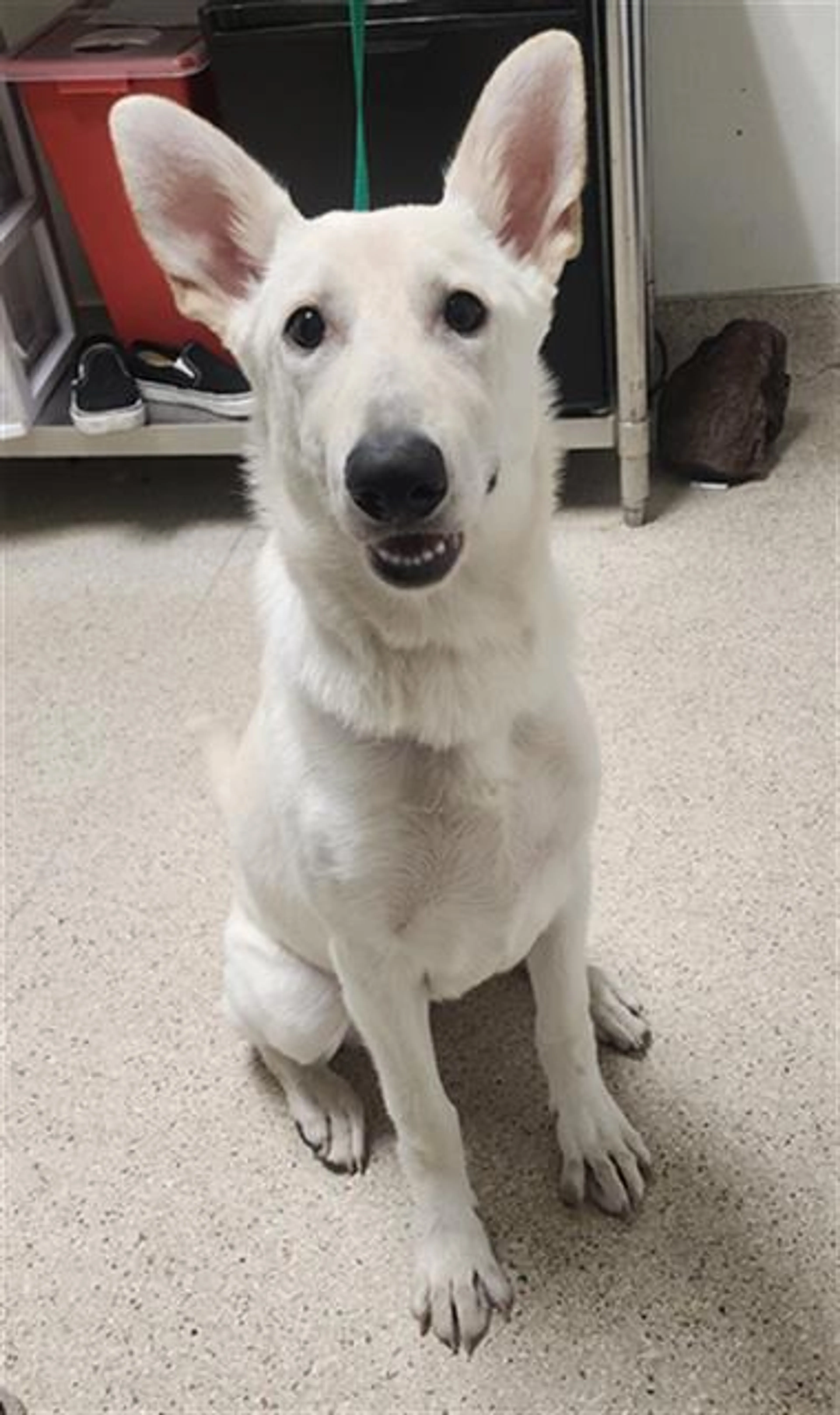 Found pet