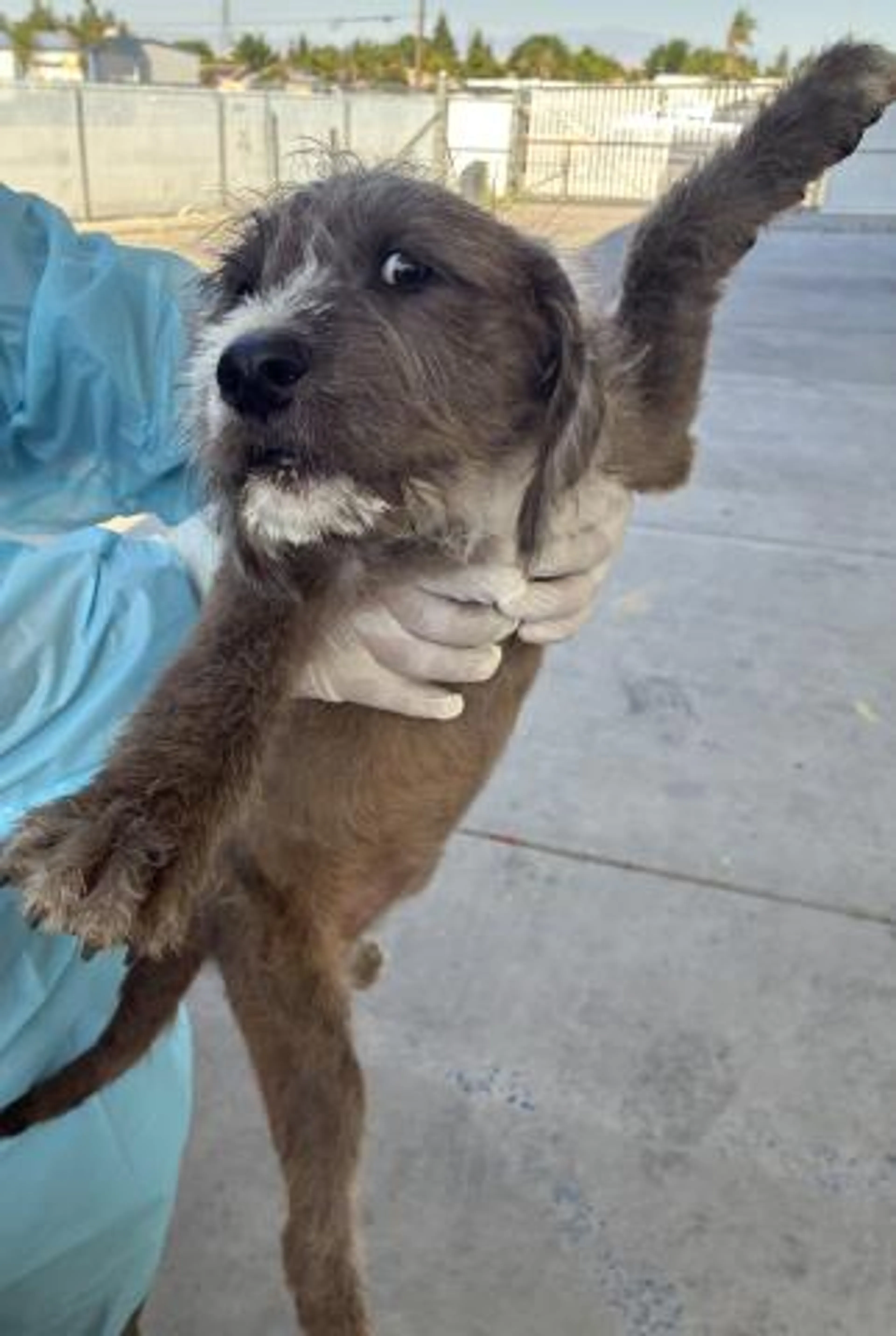 Found pet