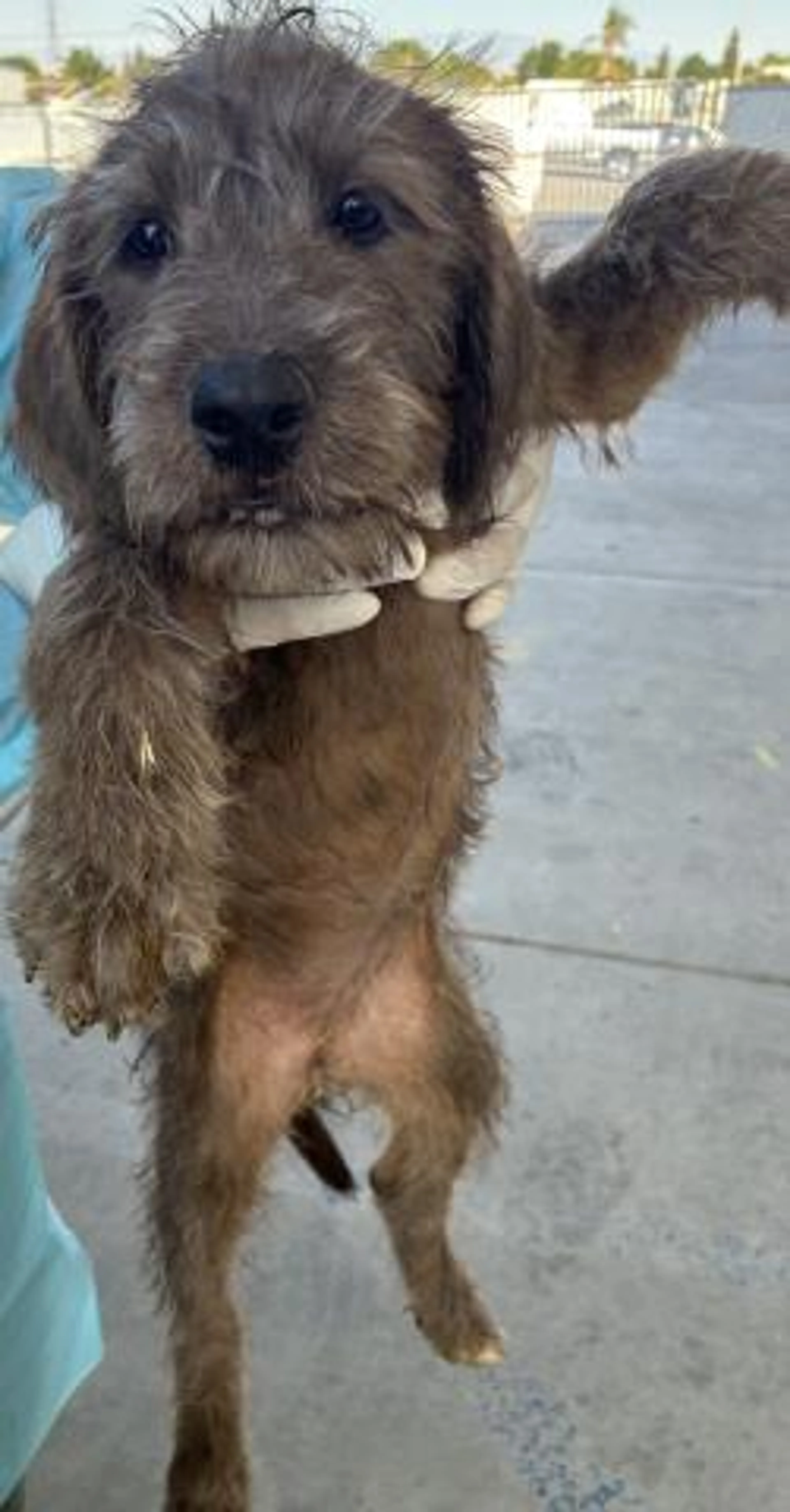 Found pet